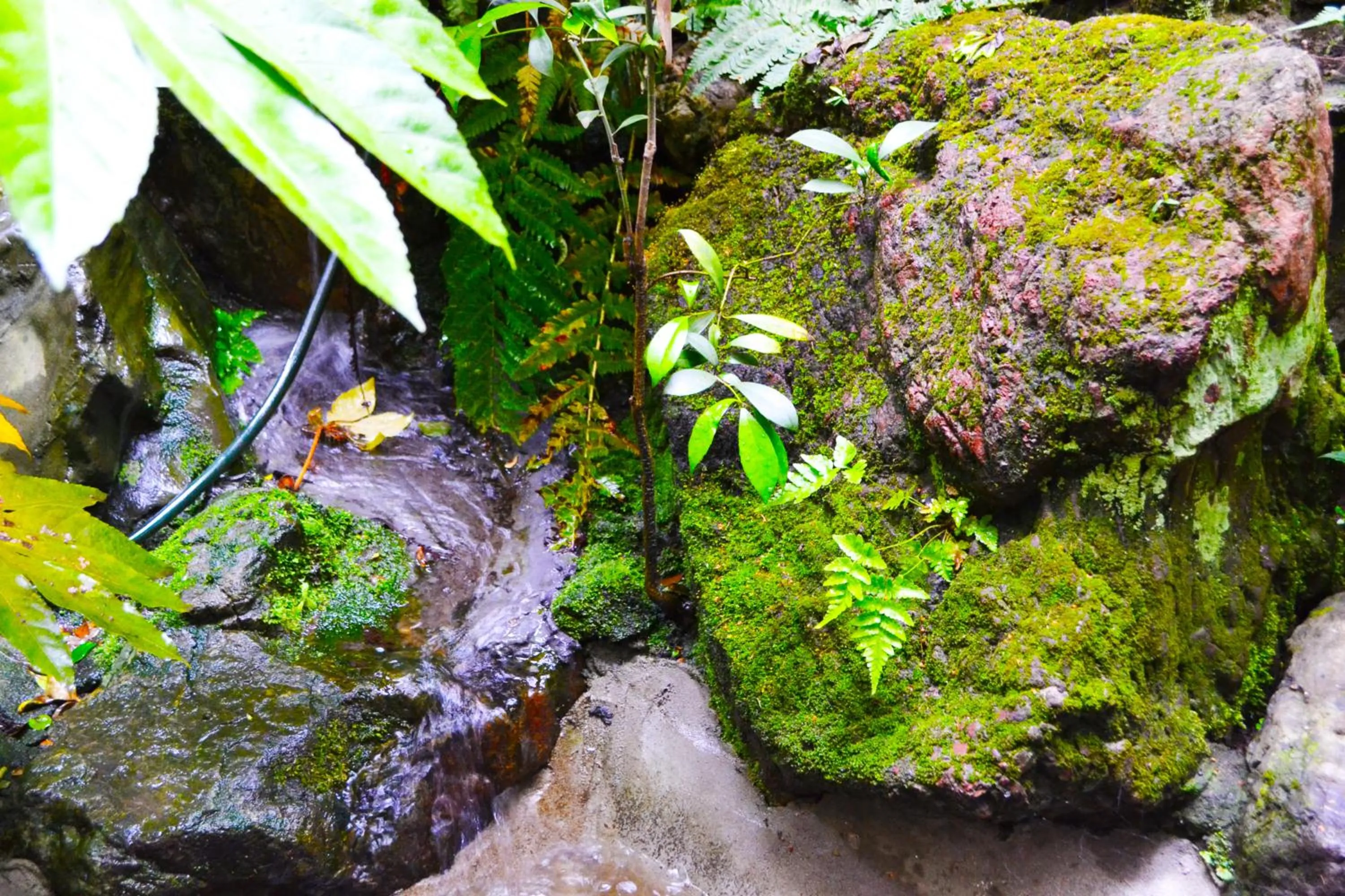 Garden in Ryokan Matsumuraya