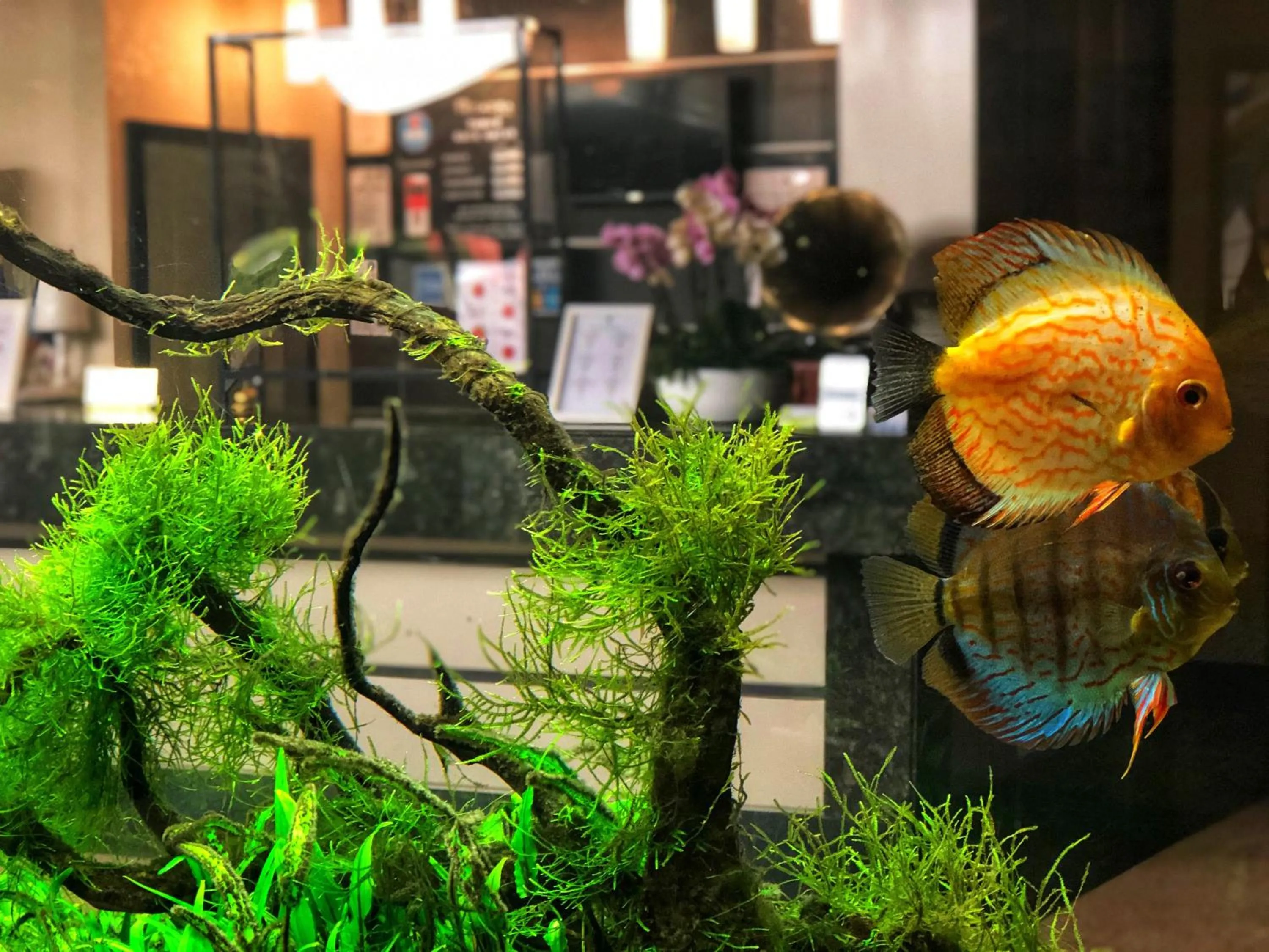 Lobby or reception in Hotel Tecadra