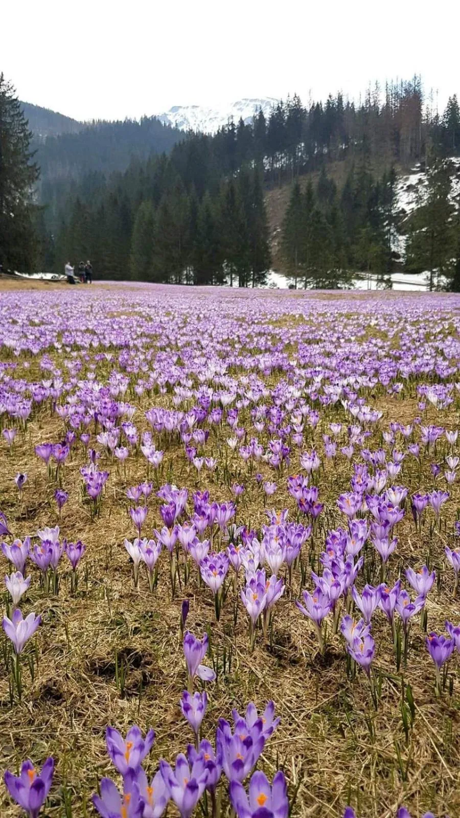 Natural landscape in Willa u Zwijaczy