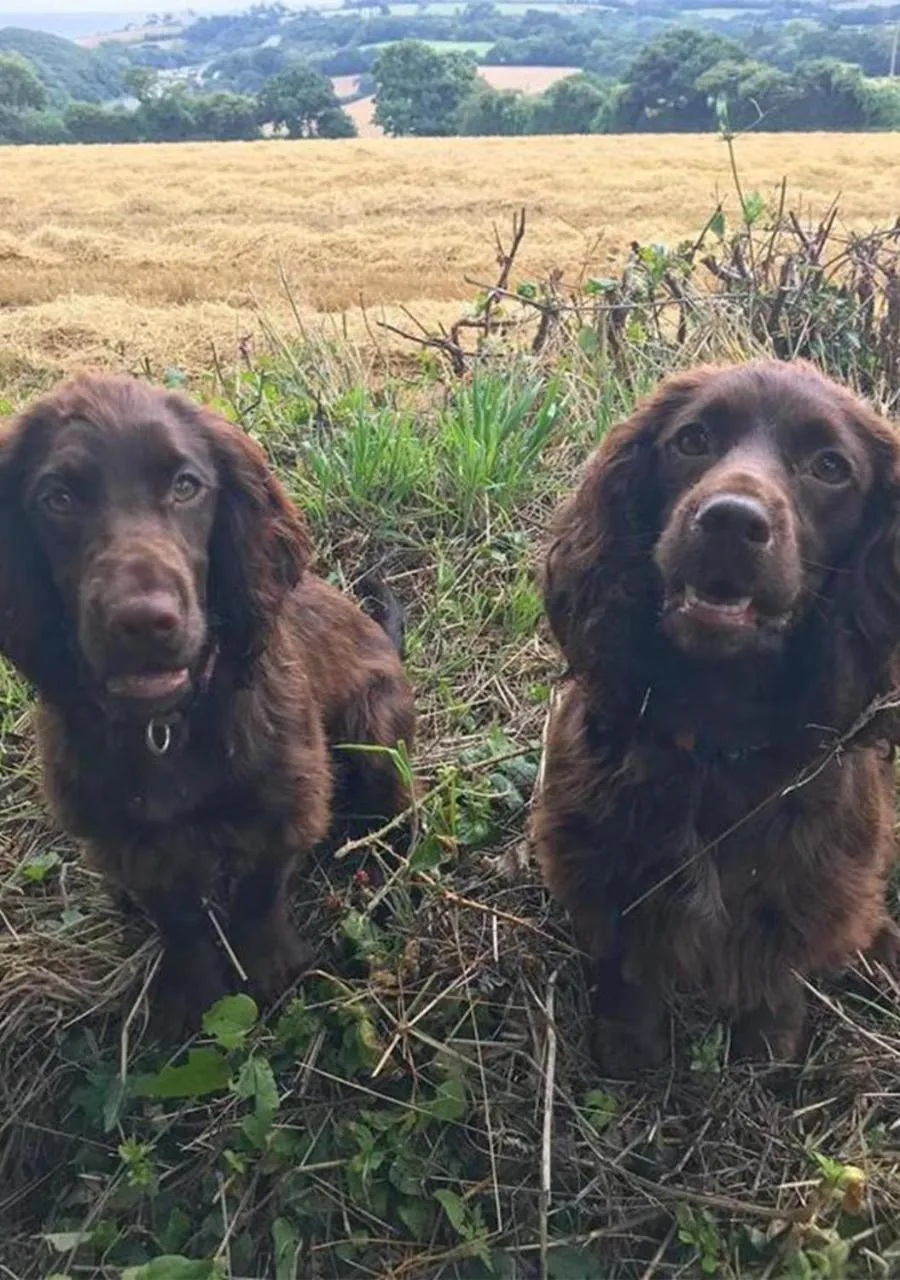 On site in Penmorvah Manor Hotel