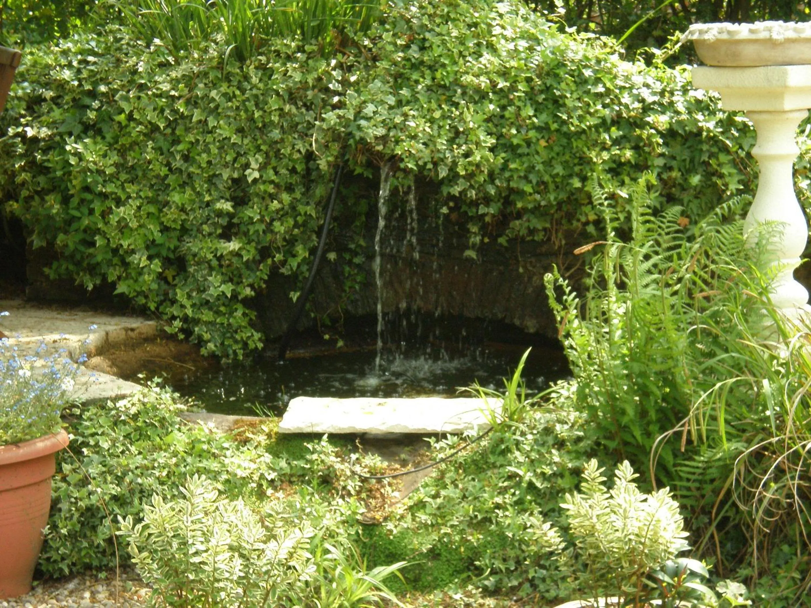 Garden in Haigs Hotel