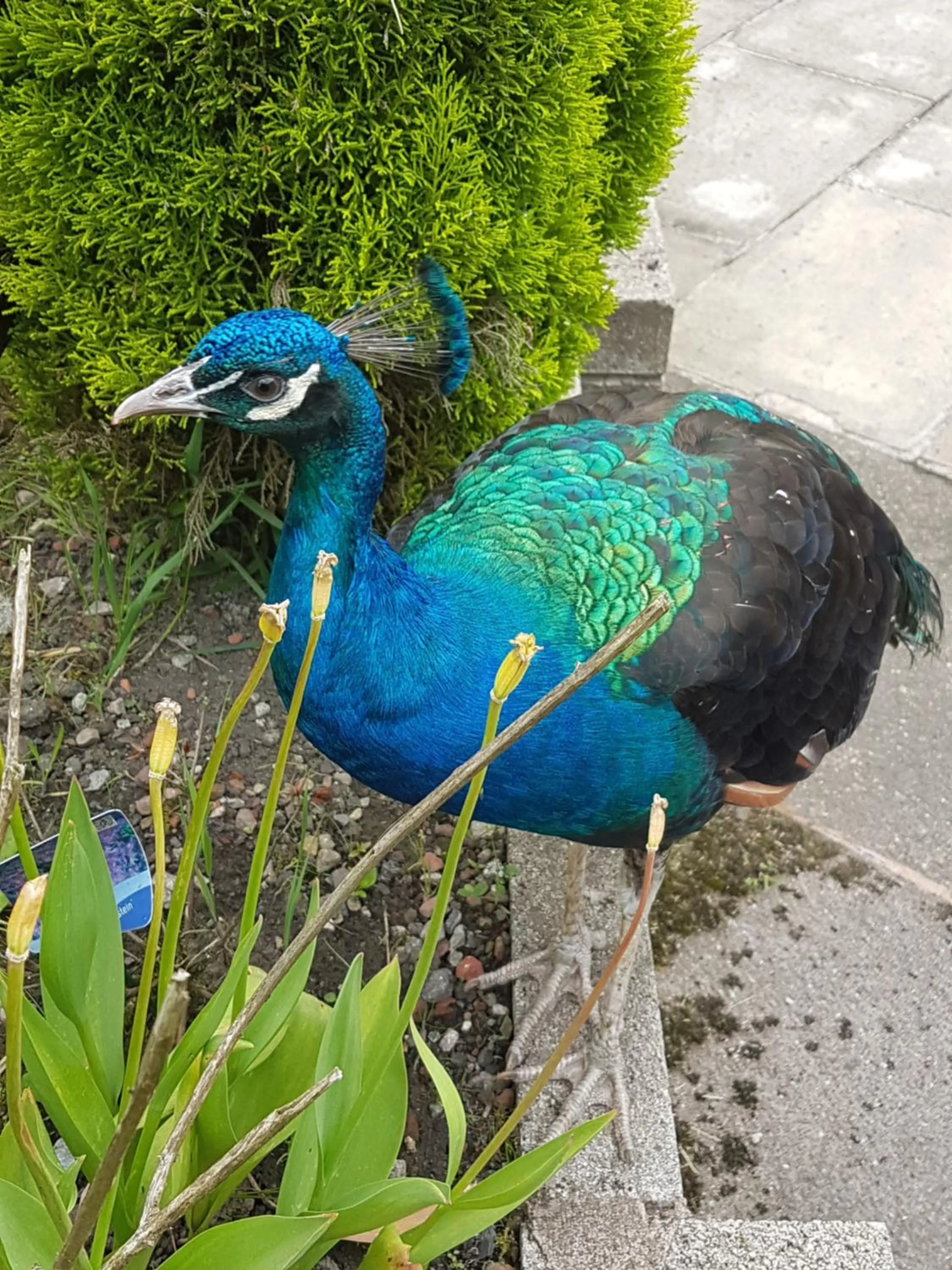 Animals in Grains Bar Hotel