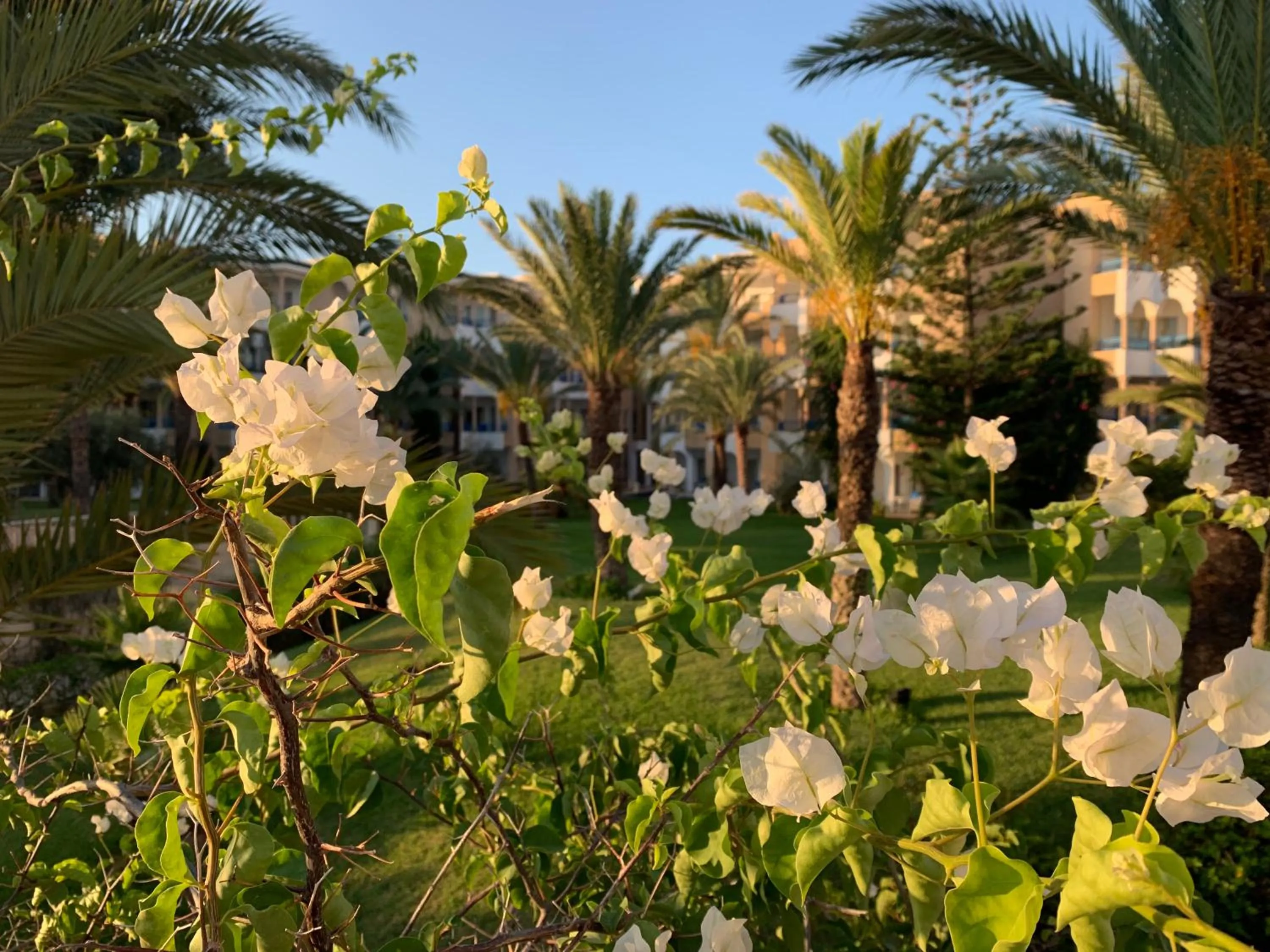 Garden in Hasdrubal Thalassa & Spa Yasmine Hammamet