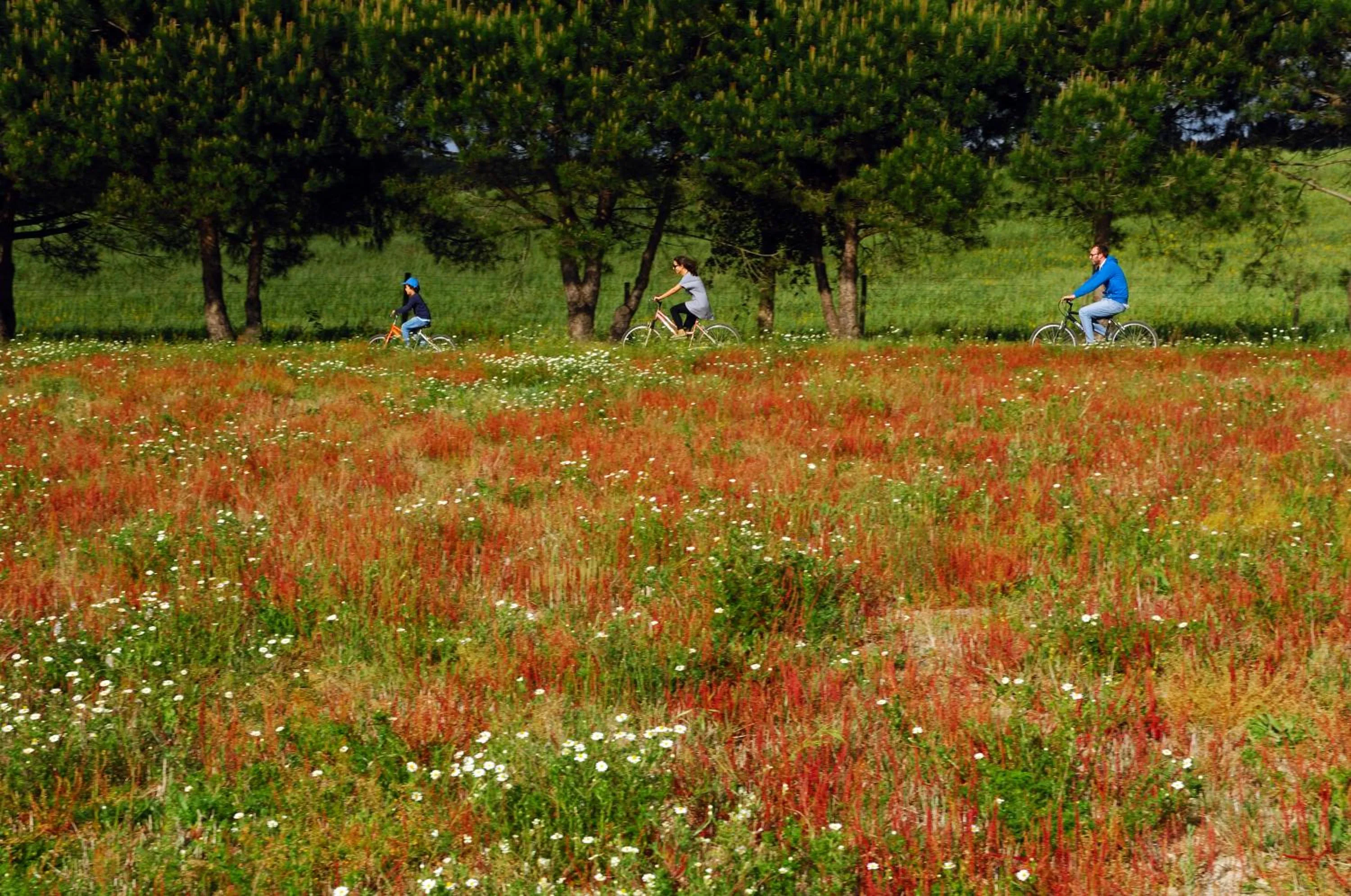 View (from property/room) in Monte Da Galrixa