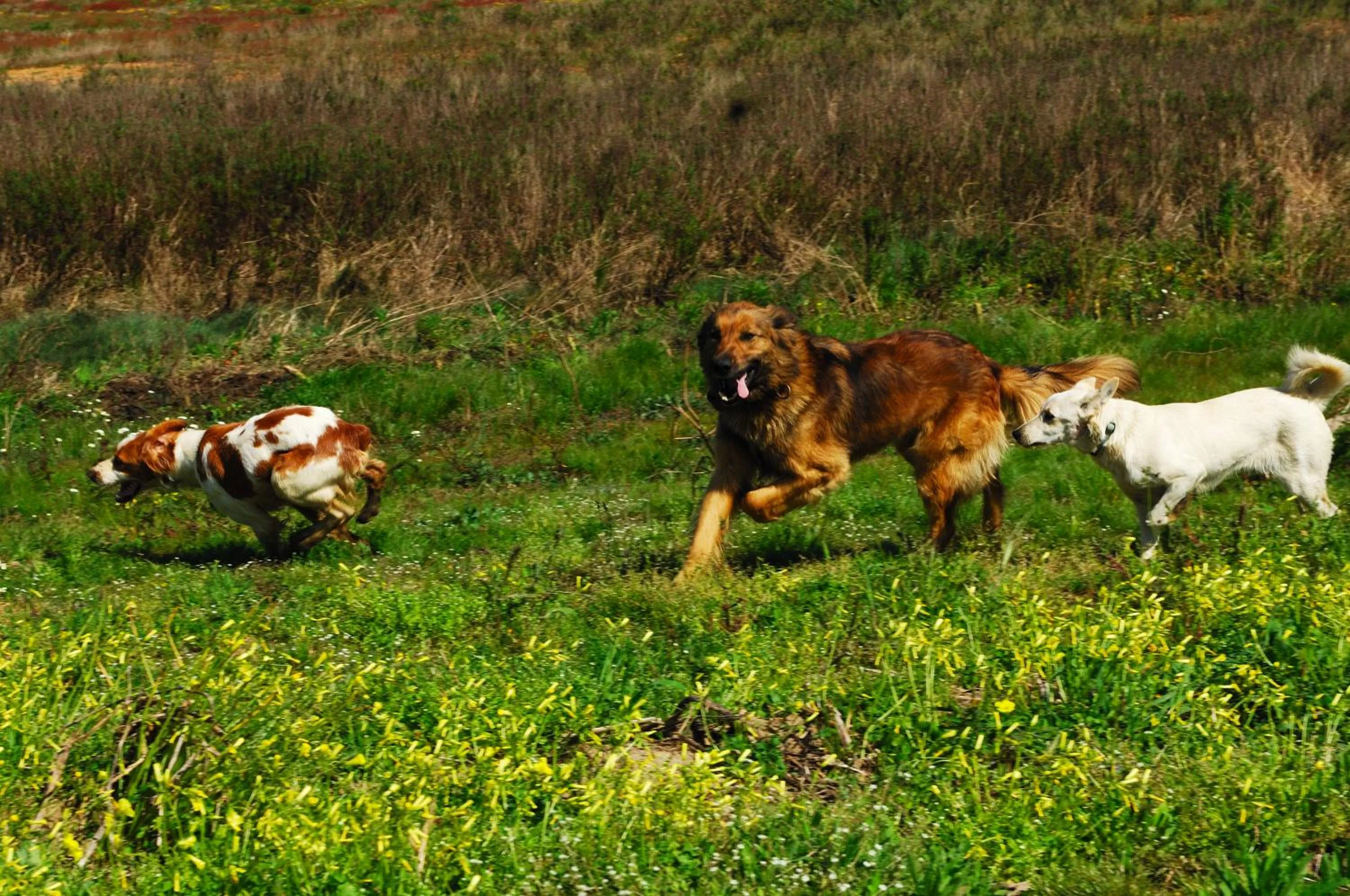 Other in Monte Da Galrixa