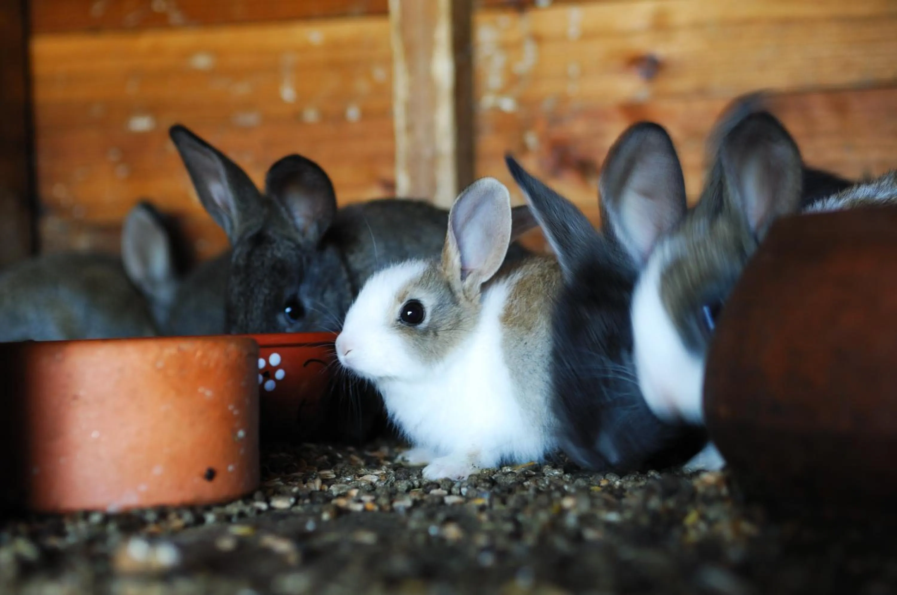 Other in Monte Da Galrixa