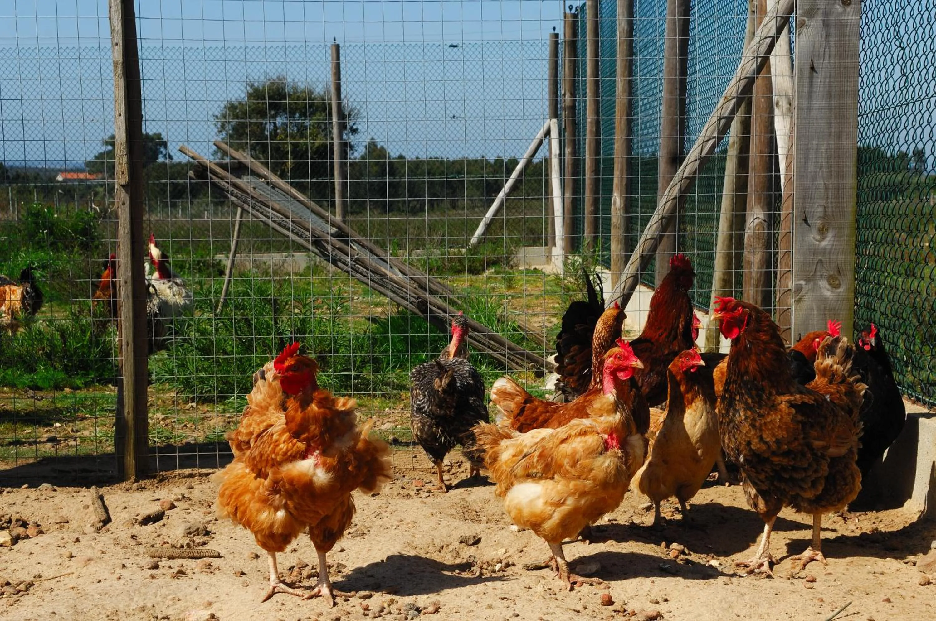 Decorative detail in Monte Da Galrixa