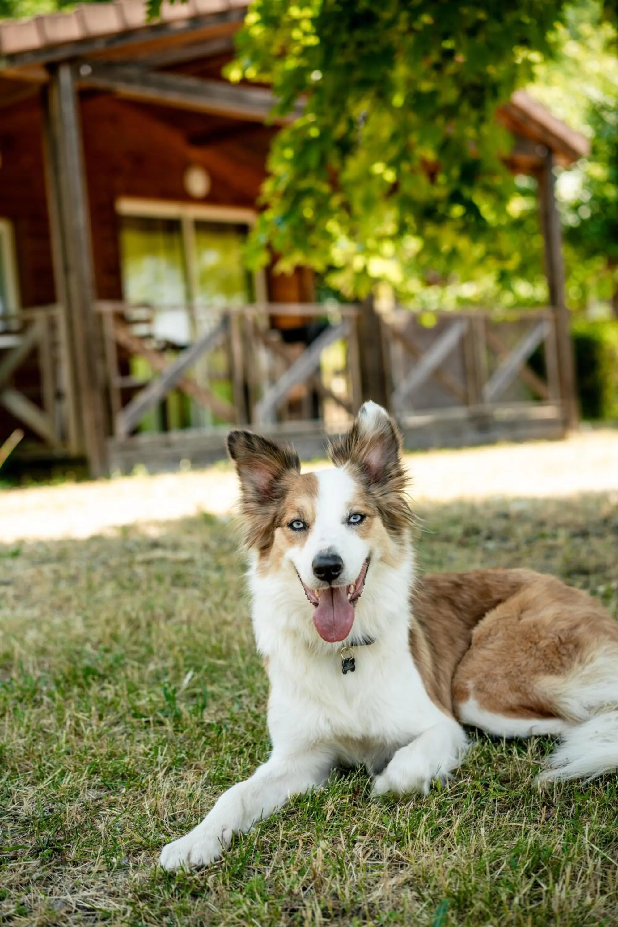 Pets in Domaine Saint Estève