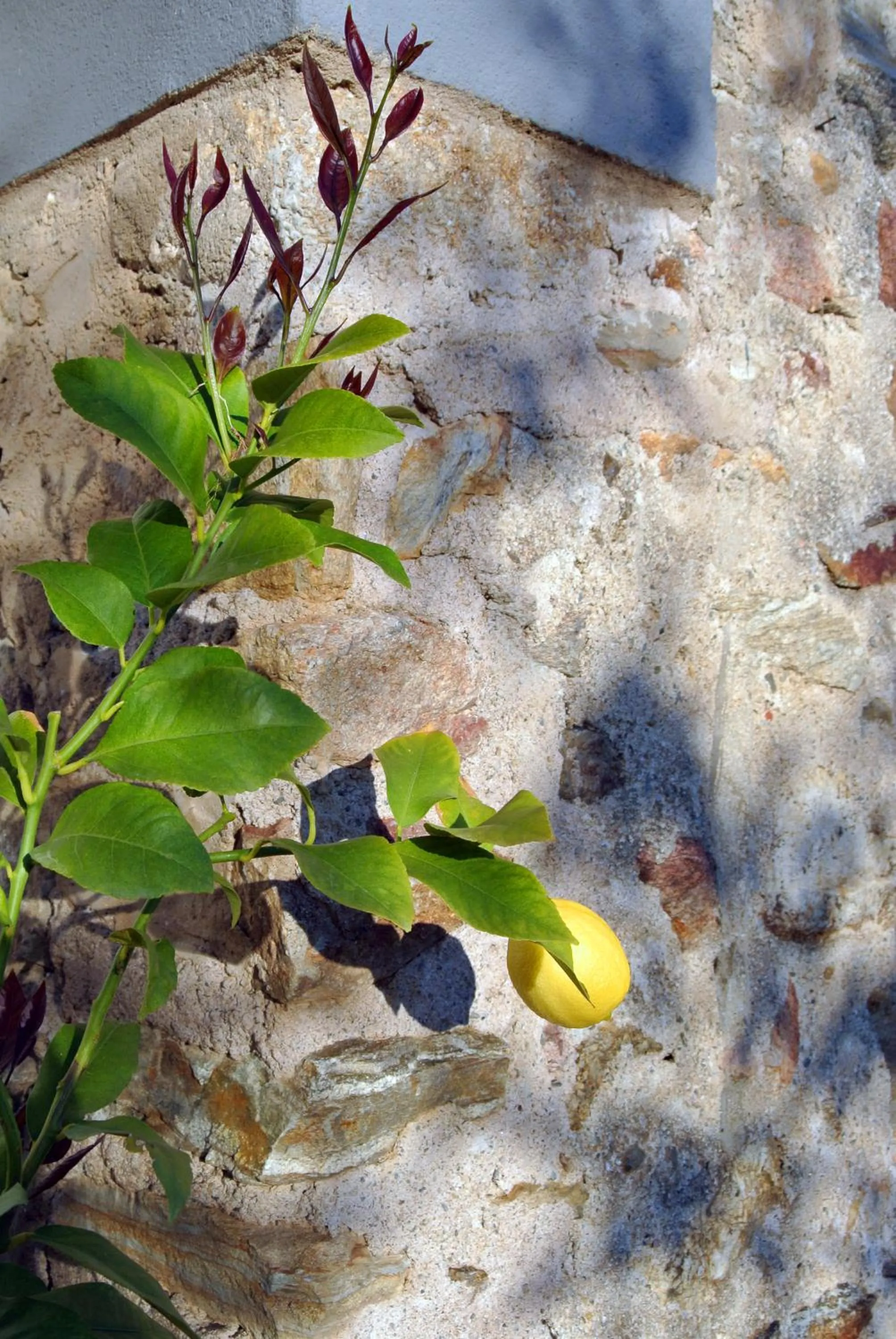 Garden in Le Relais Des Chartreuses