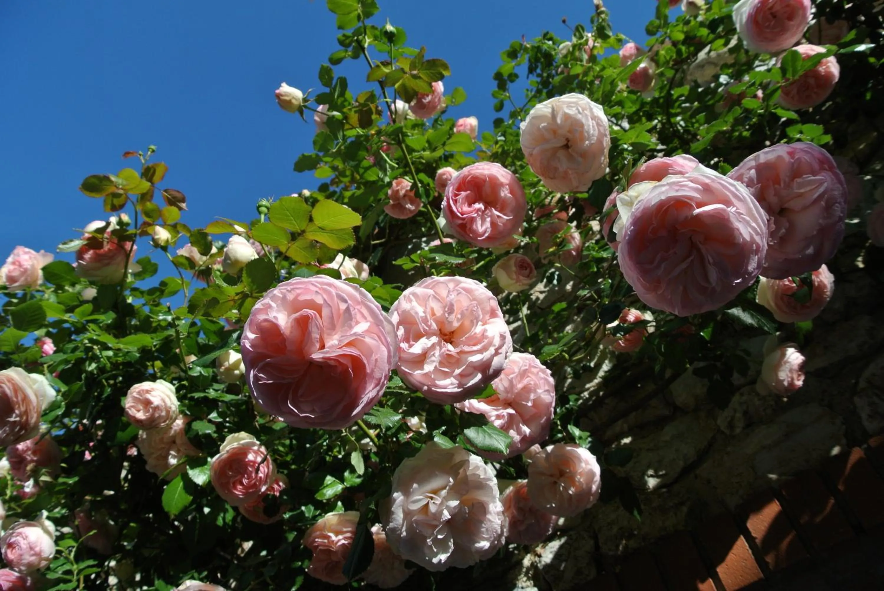 Garden in Le Relais Des Chartreuses