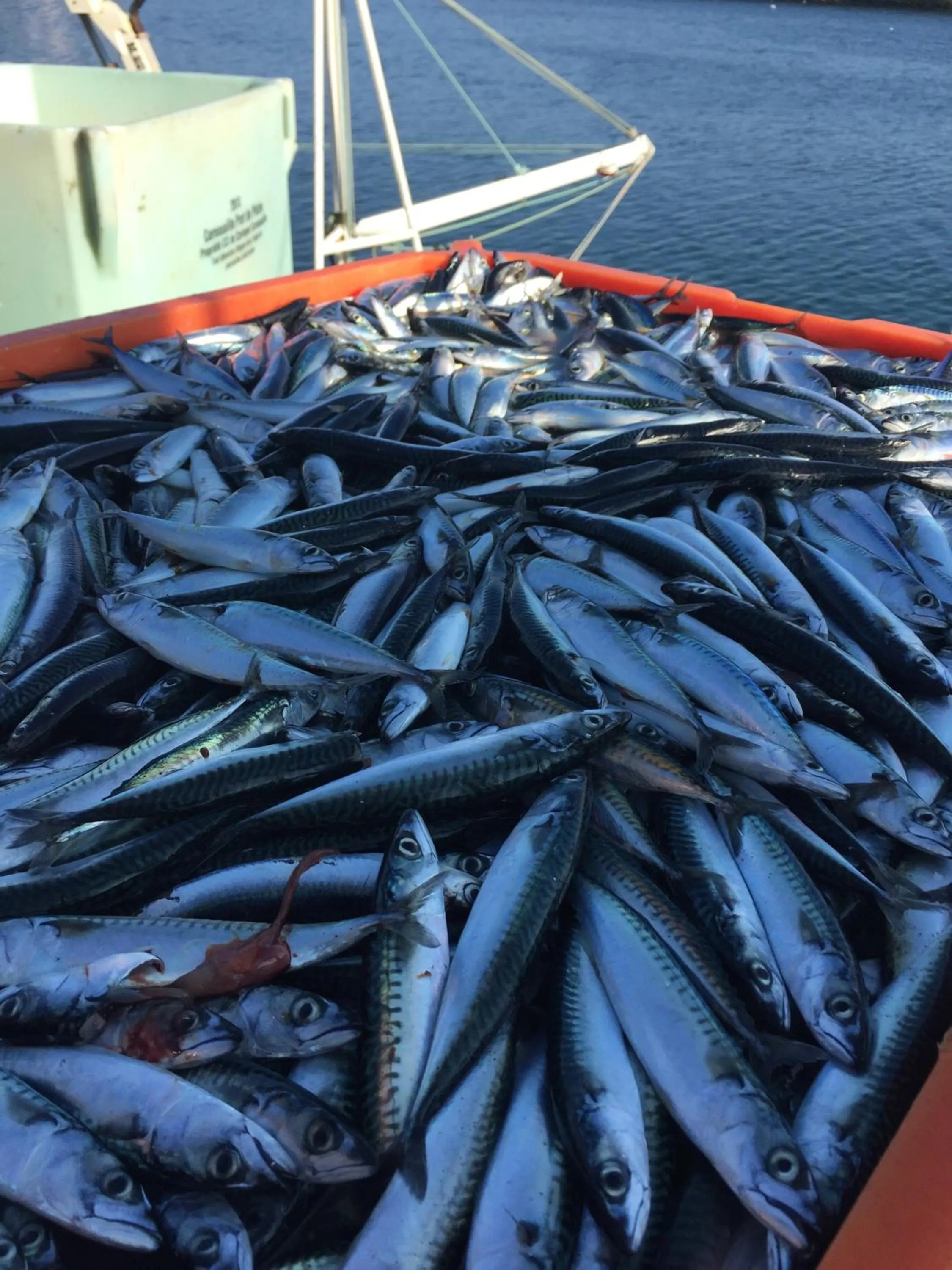 Entertainment in Appartement Design II - Port du Rosmeur -Douarnenez