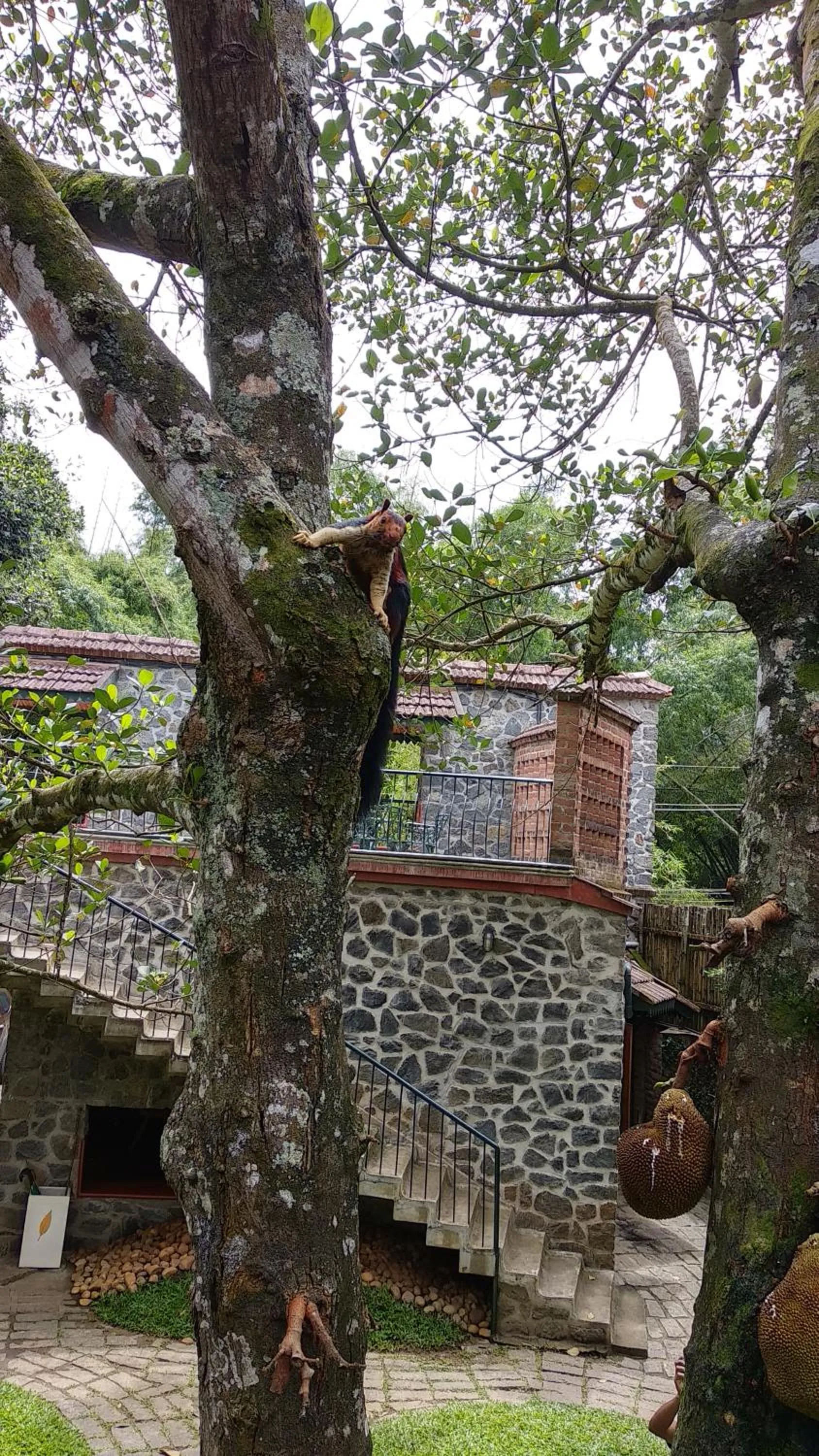 Animals in Wildernest