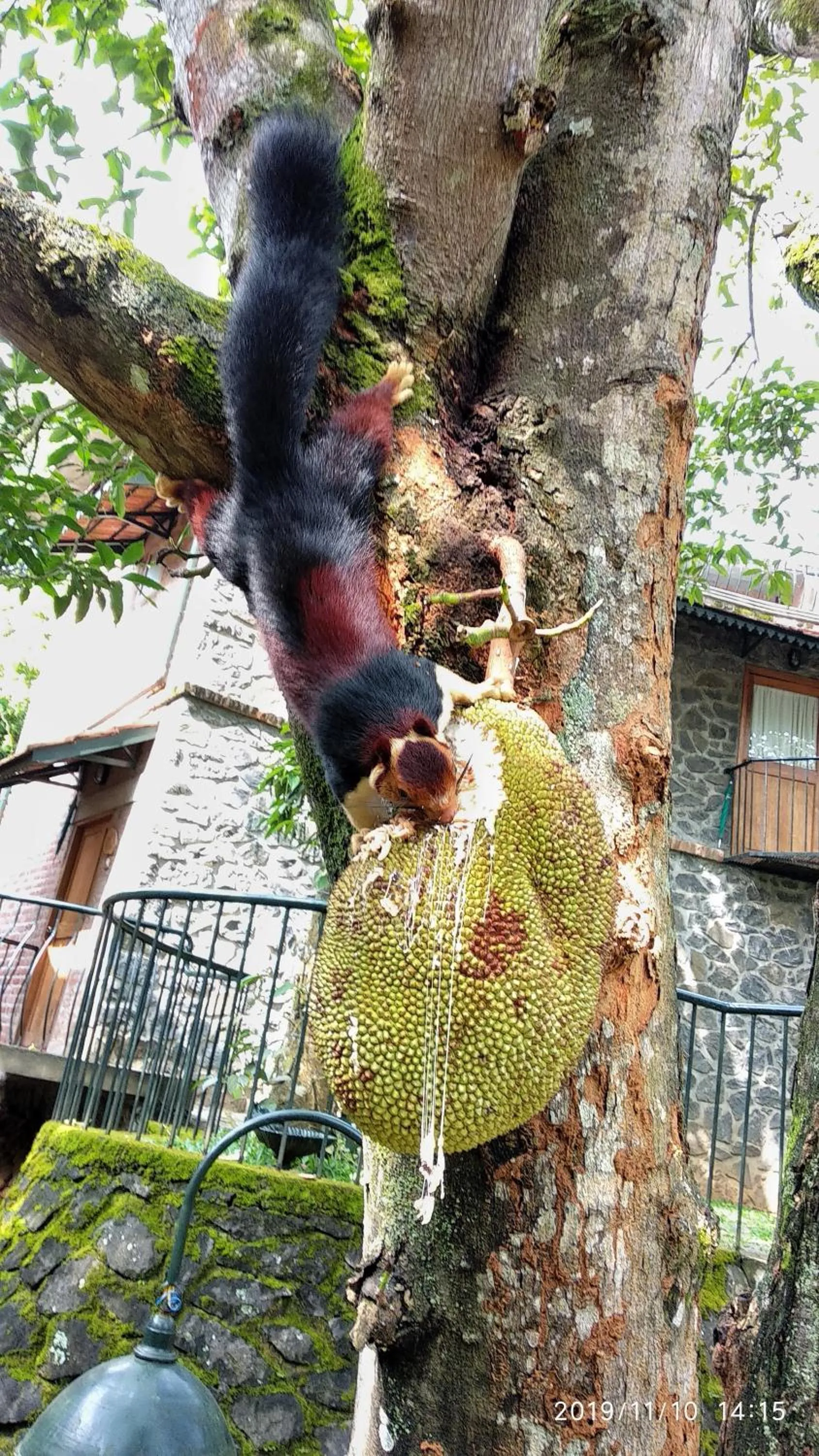 Animals in Wildernest