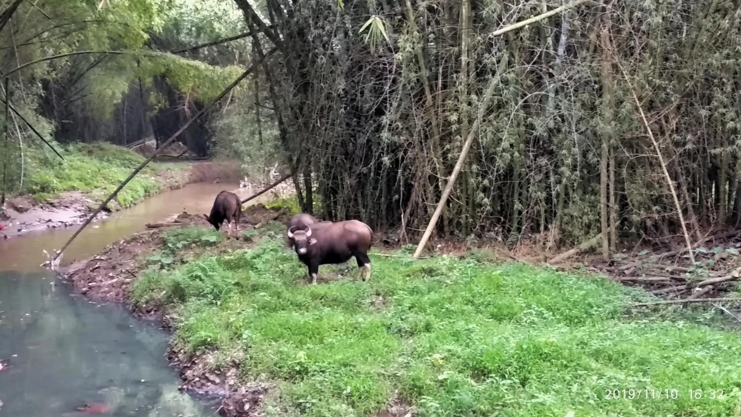 Animals in Wildernest