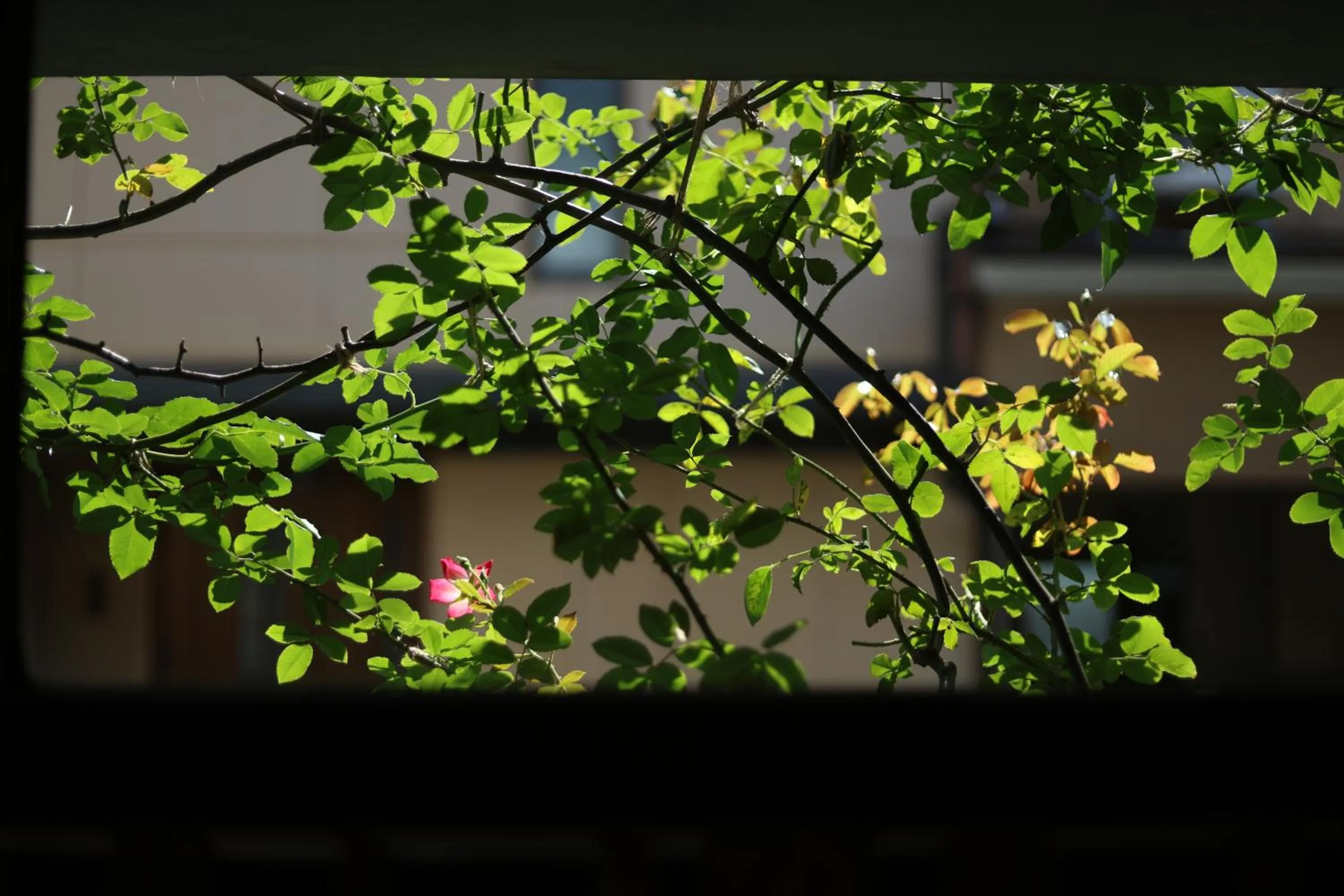 Kanazawa Guesthouse Stella