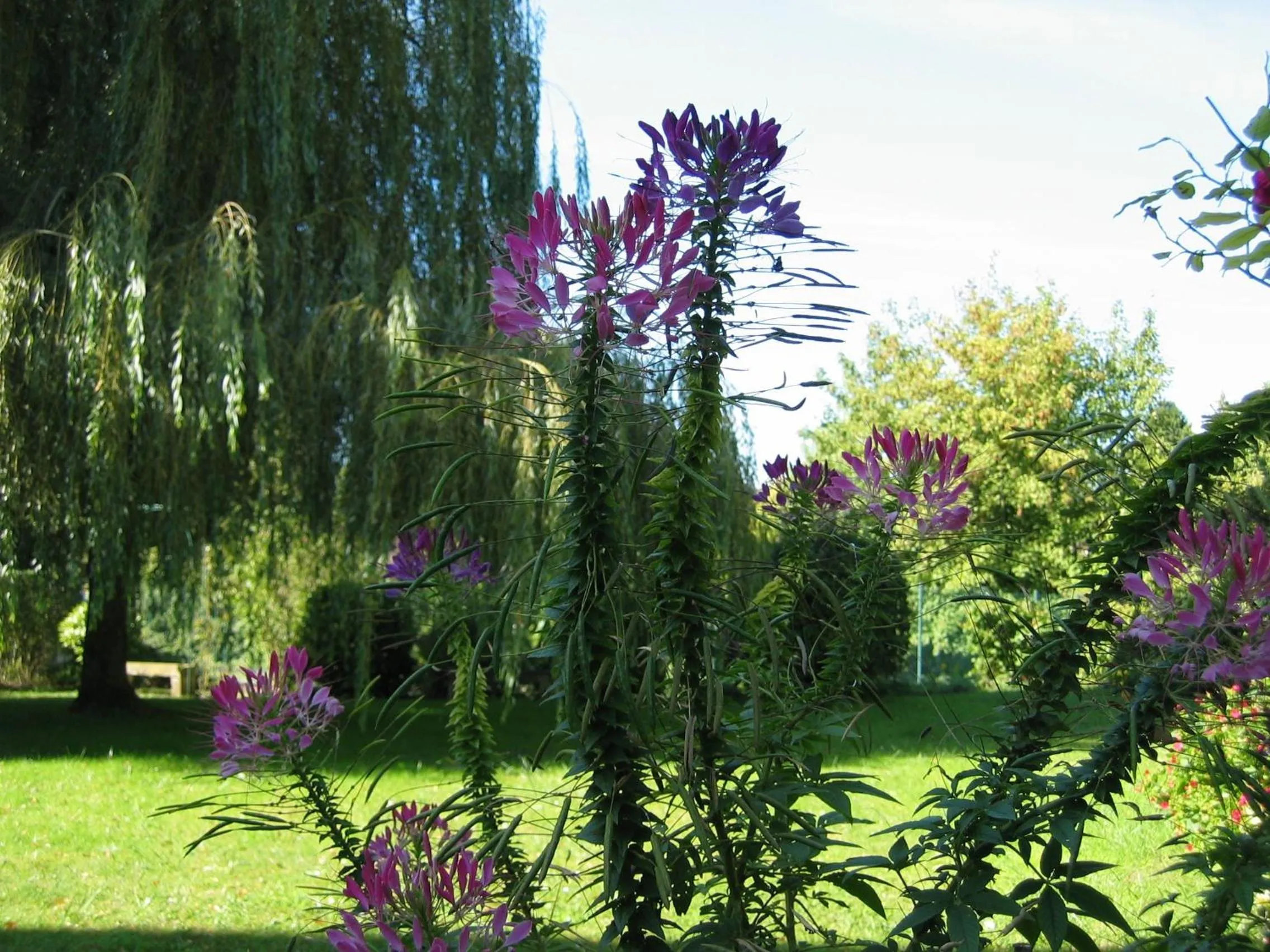 Garden in Hôtel & Restaurant Le Relais d'Aumale