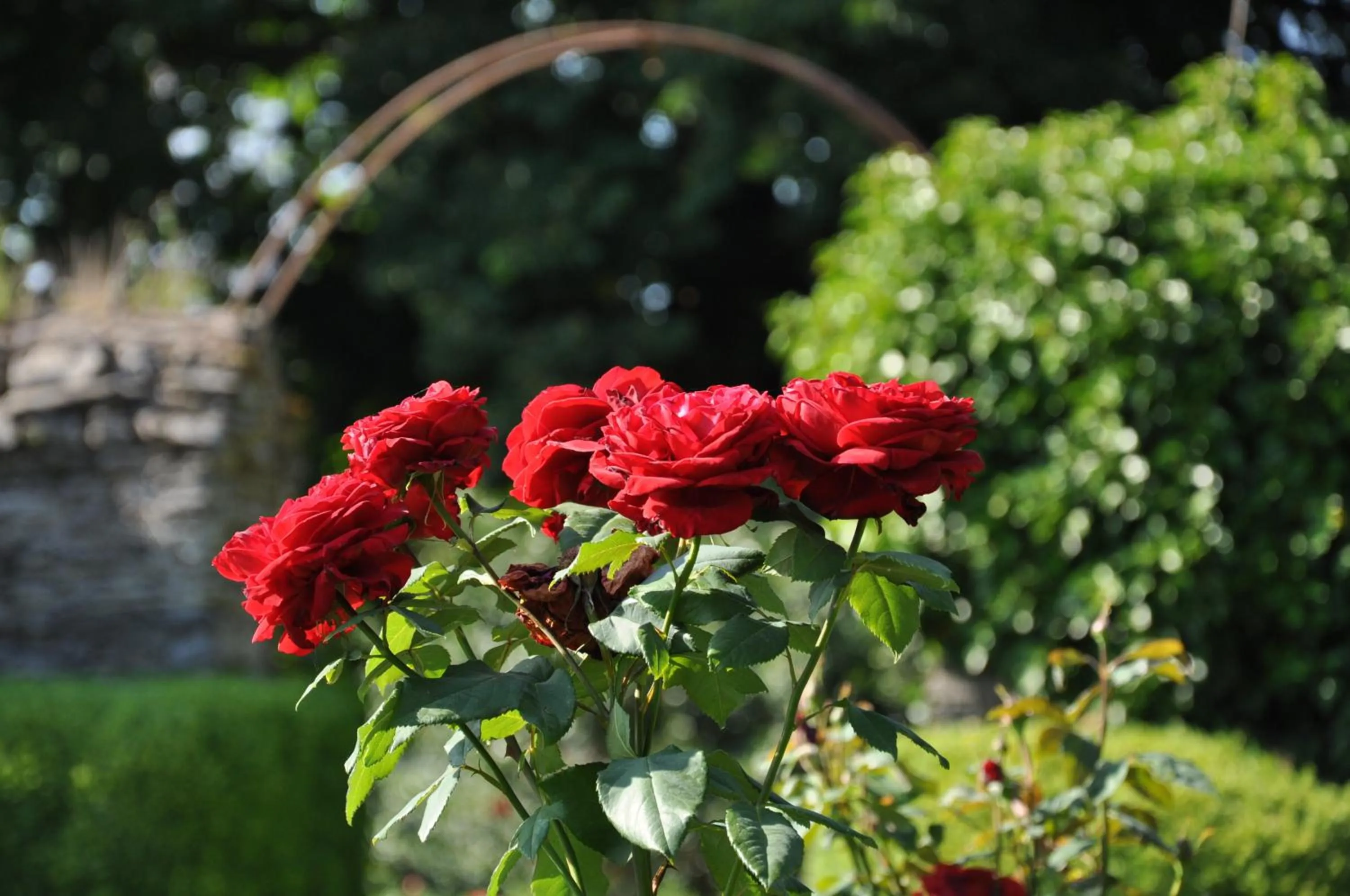 Garden in Château du Plessis - Anjou