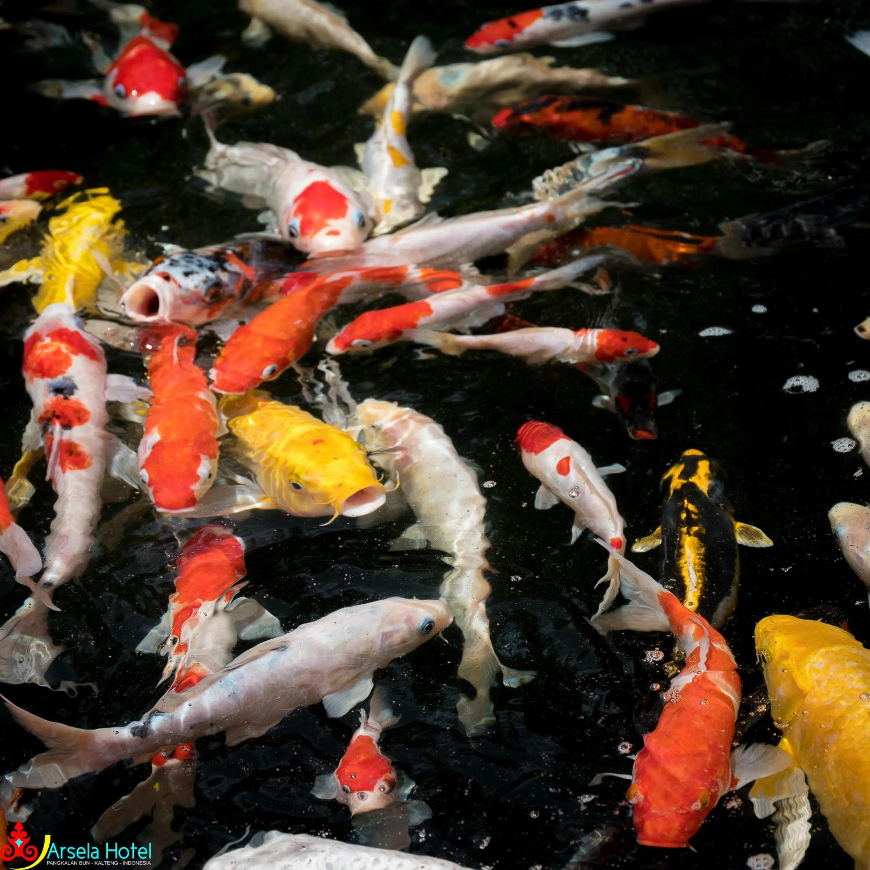 Garden in Arsela Hotel Pangkalan Bun