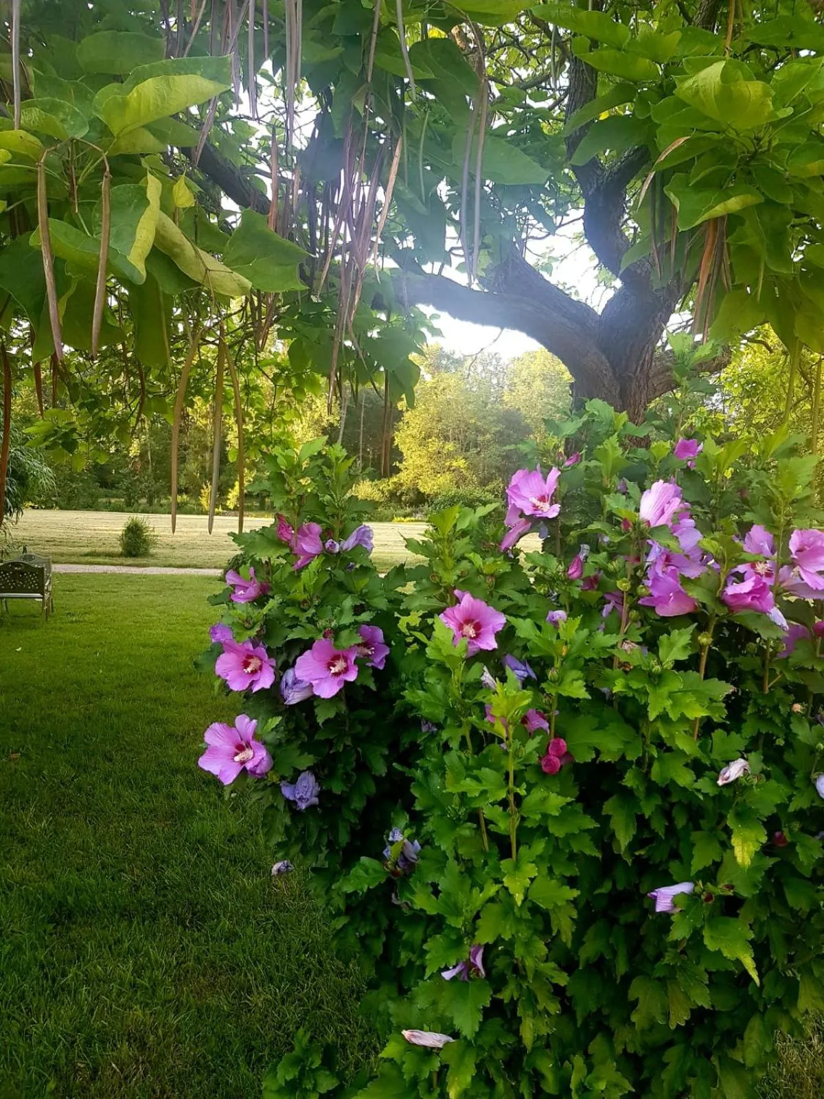 Garden in Château De La Coutancière