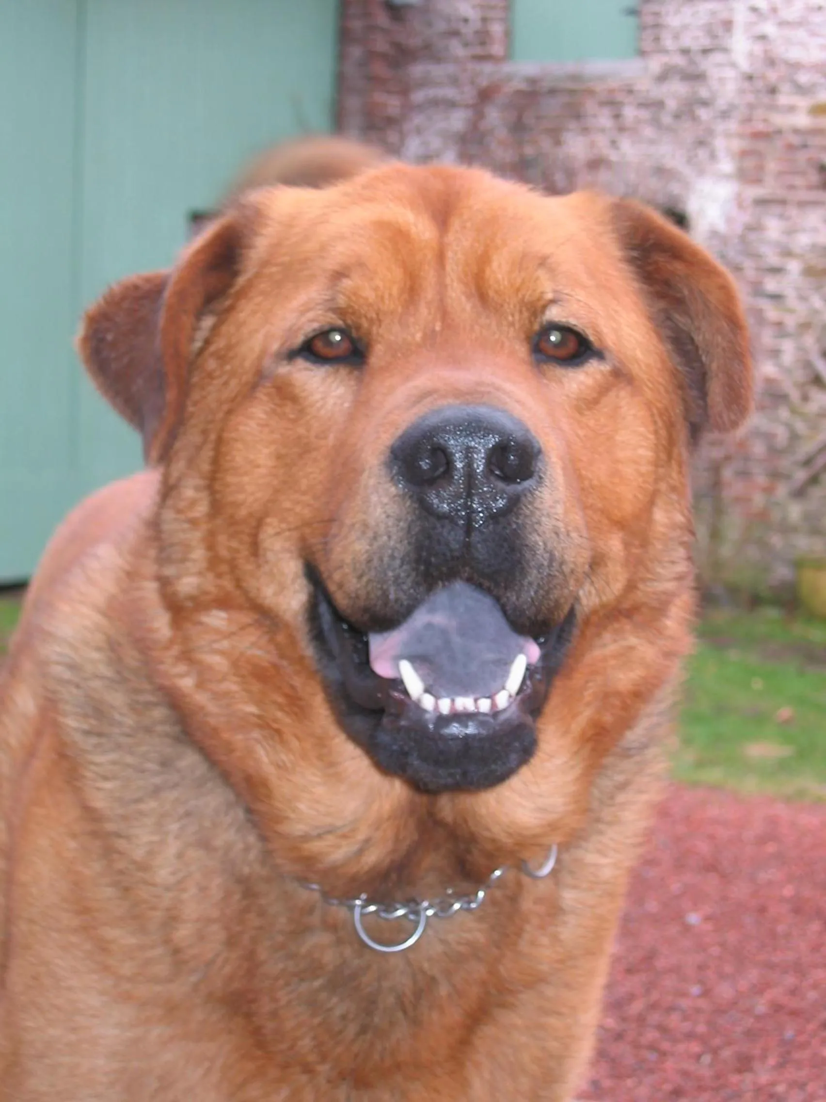 Pets in Bulles et Natures B&B