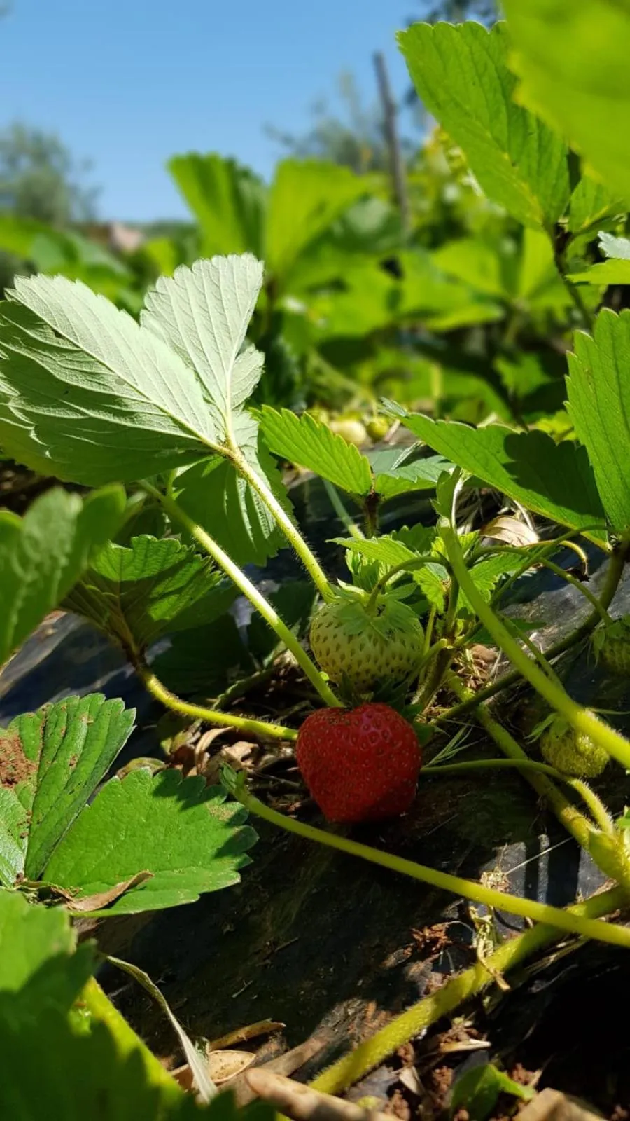 Food in Agriturismo Country Casale Rufo