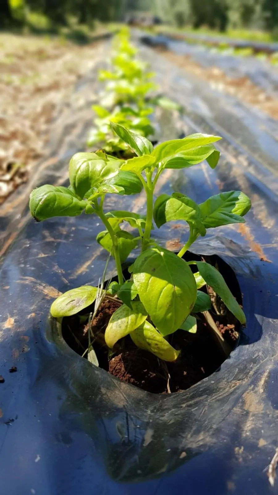 Food in Agriturismo Country Casale Rufo