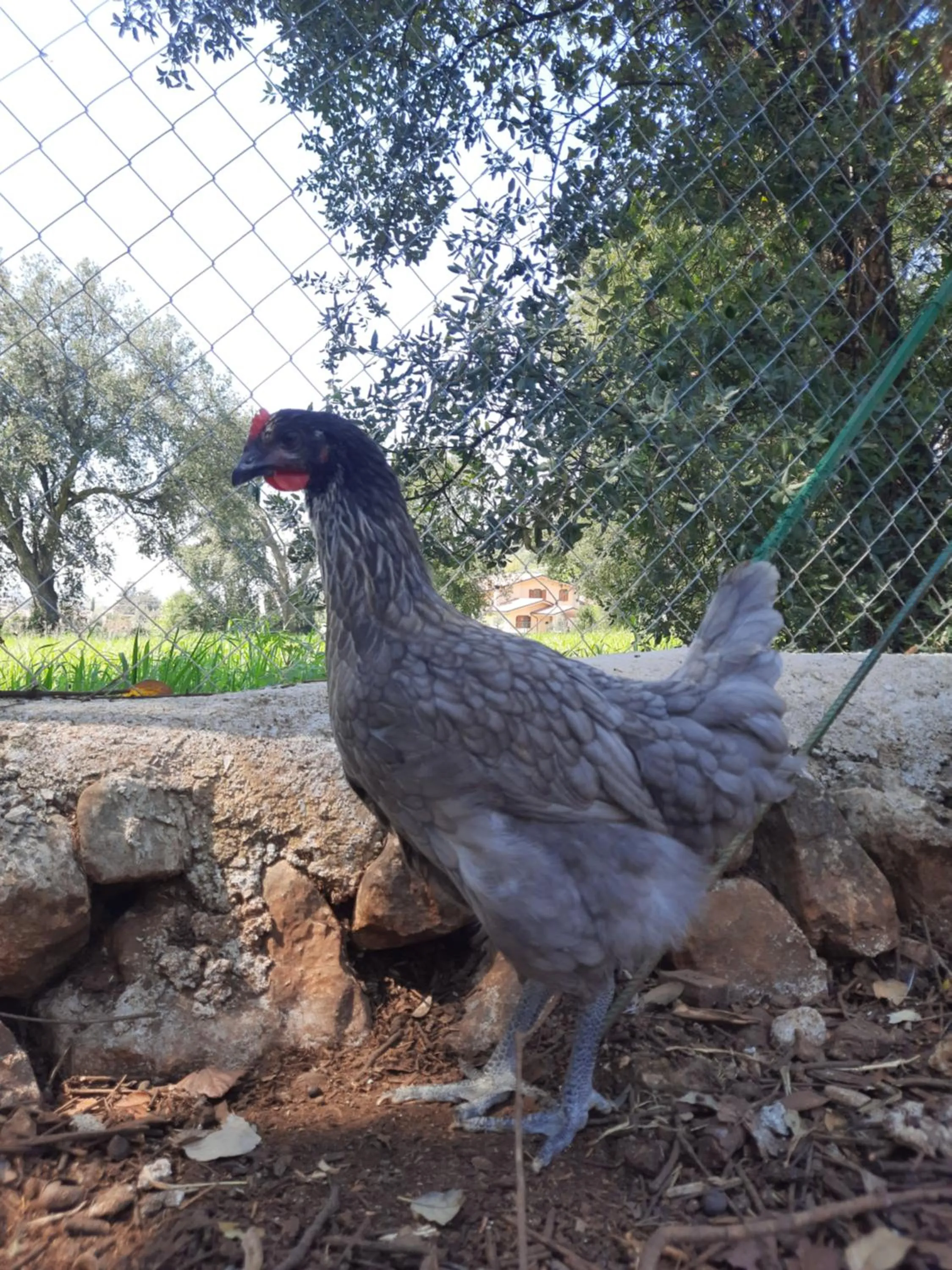 Animals in Agriturismo Country Casale Rufo