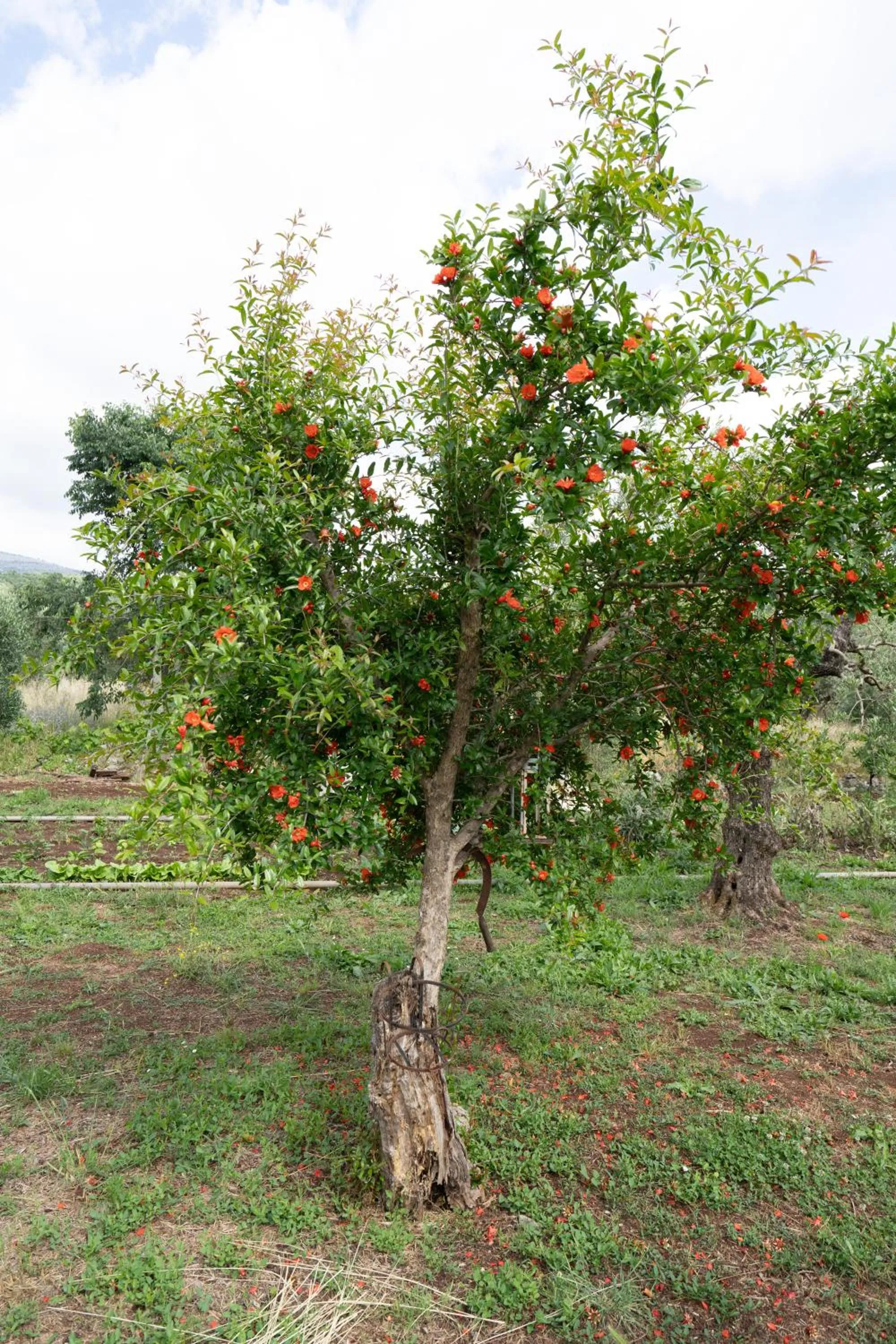 Natural landscape in Agriturismo Country Casale Rufo