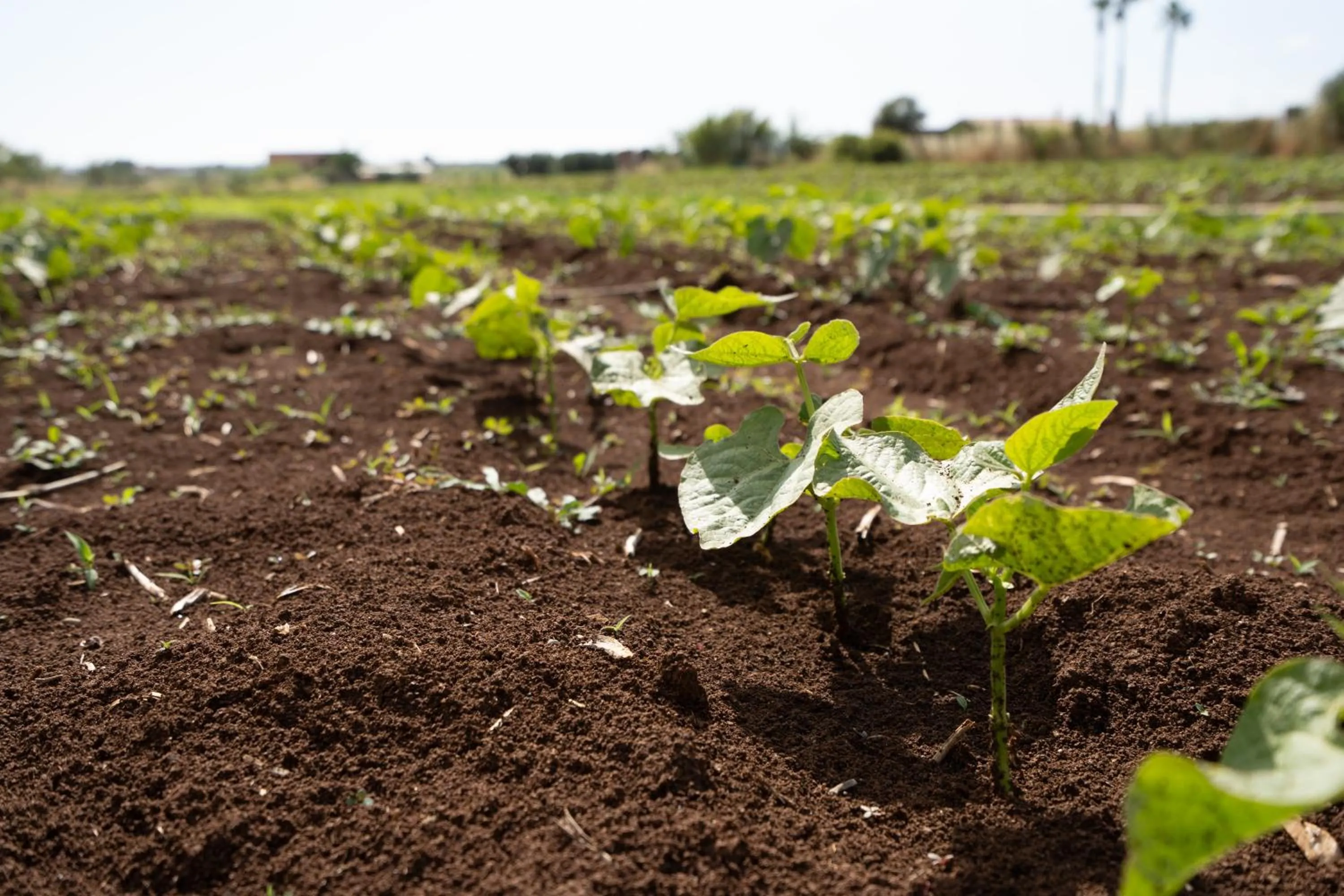 Day in Agriturismo Country Casale Rufo