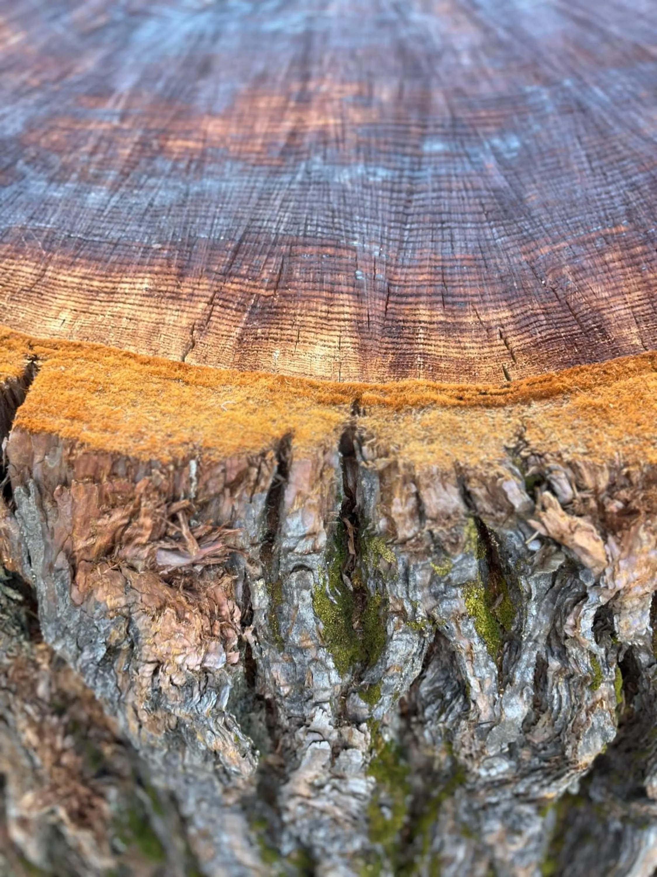 Garden in La Villa des Charmilles