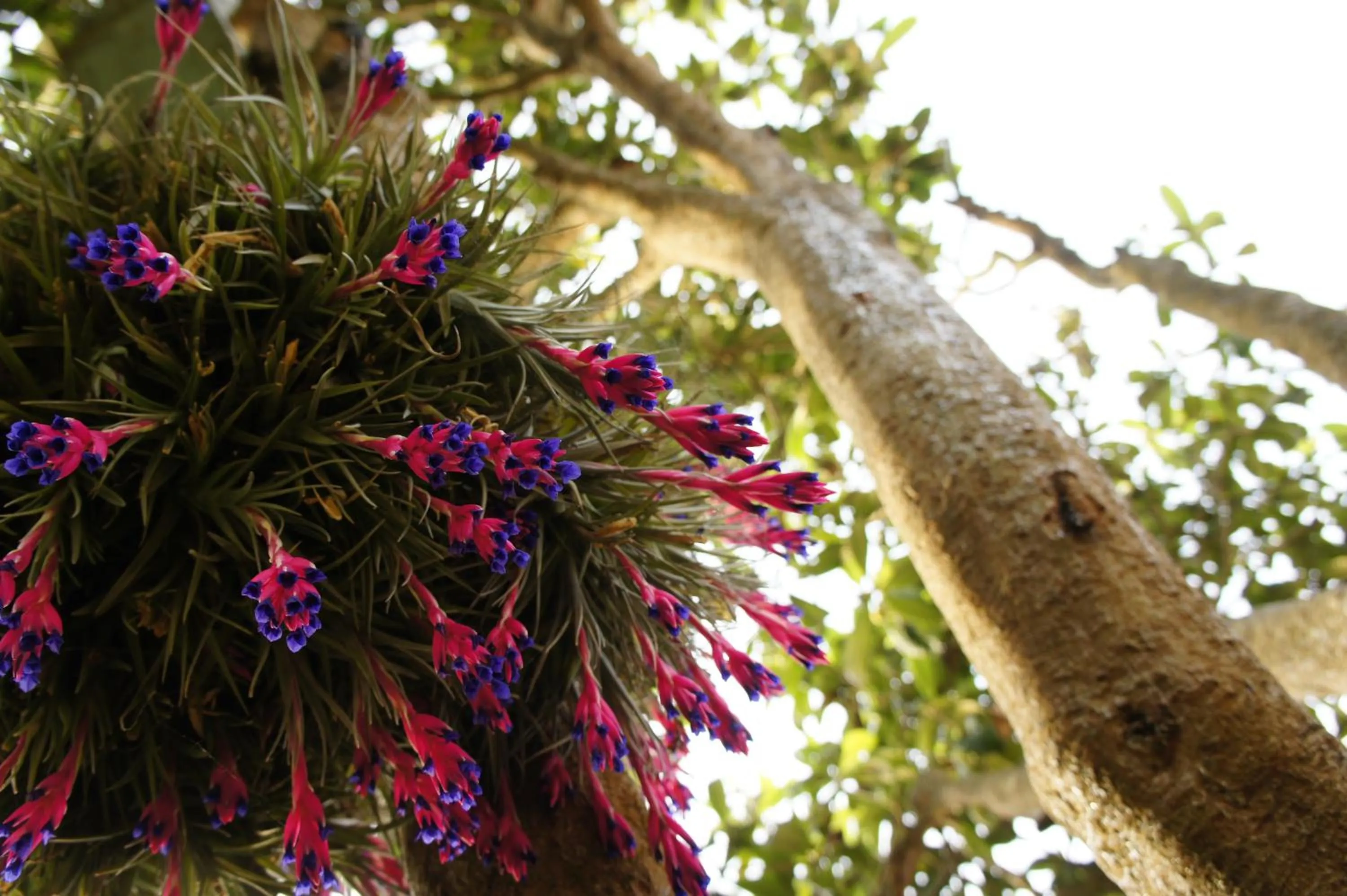 Garden in Olive3 Ericeira