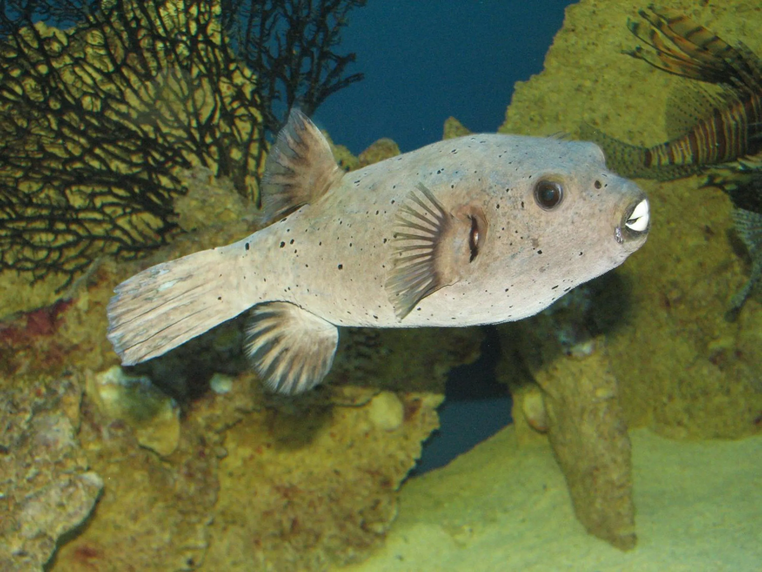 Activities in Dolphin House