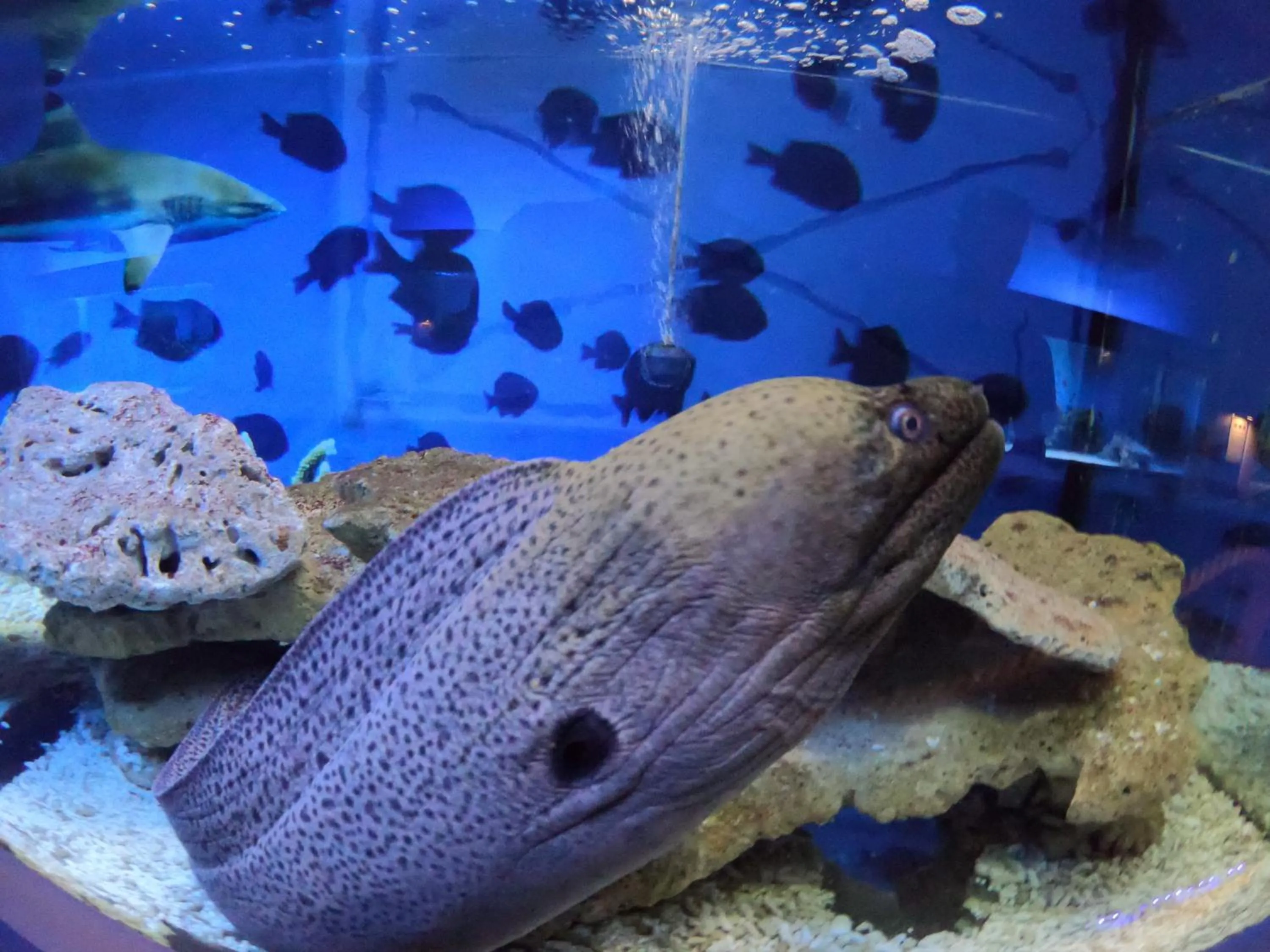 Animals in Dolphin House