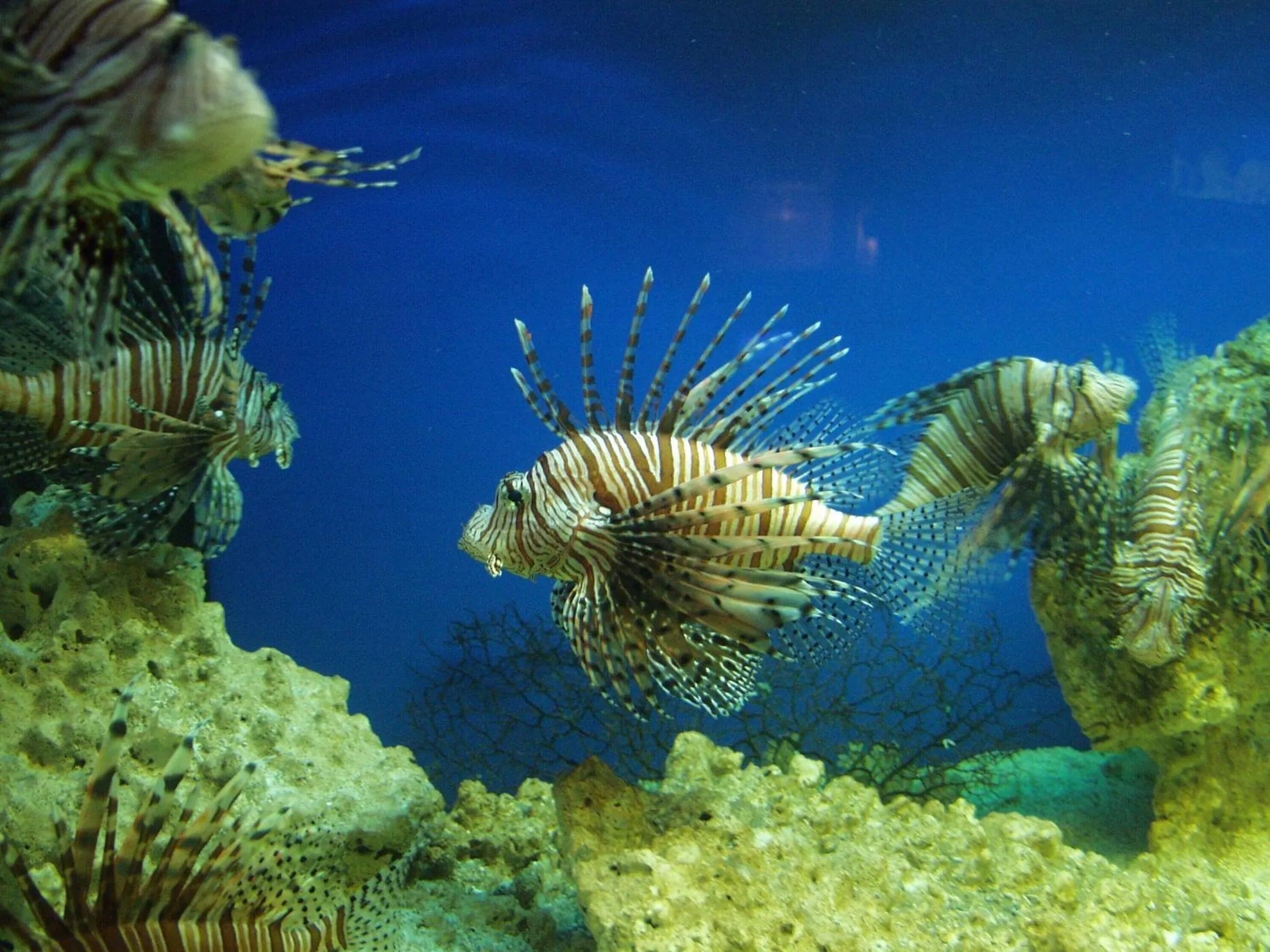 Activities in Dolphin House