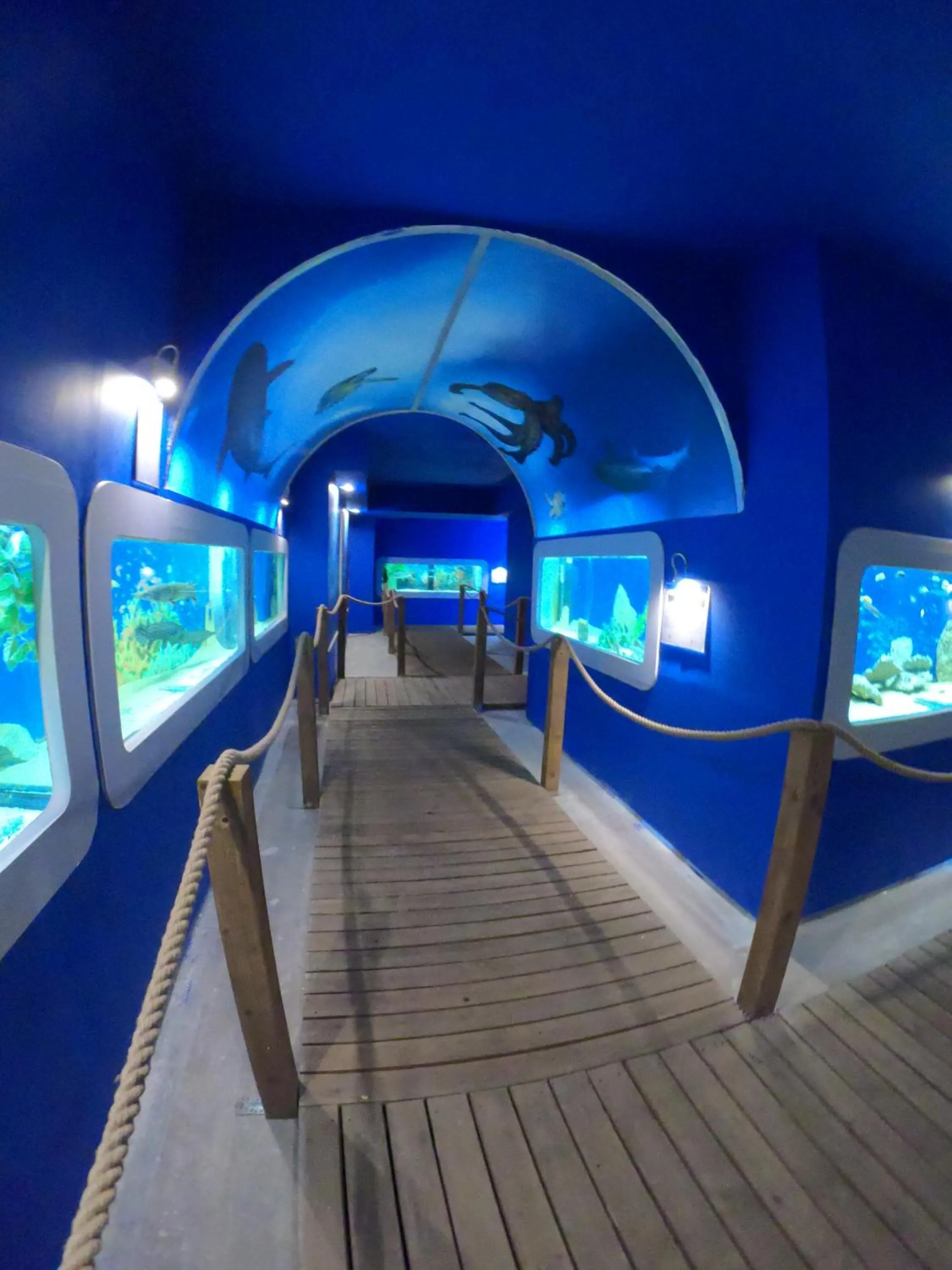 Animals in Dolphin House