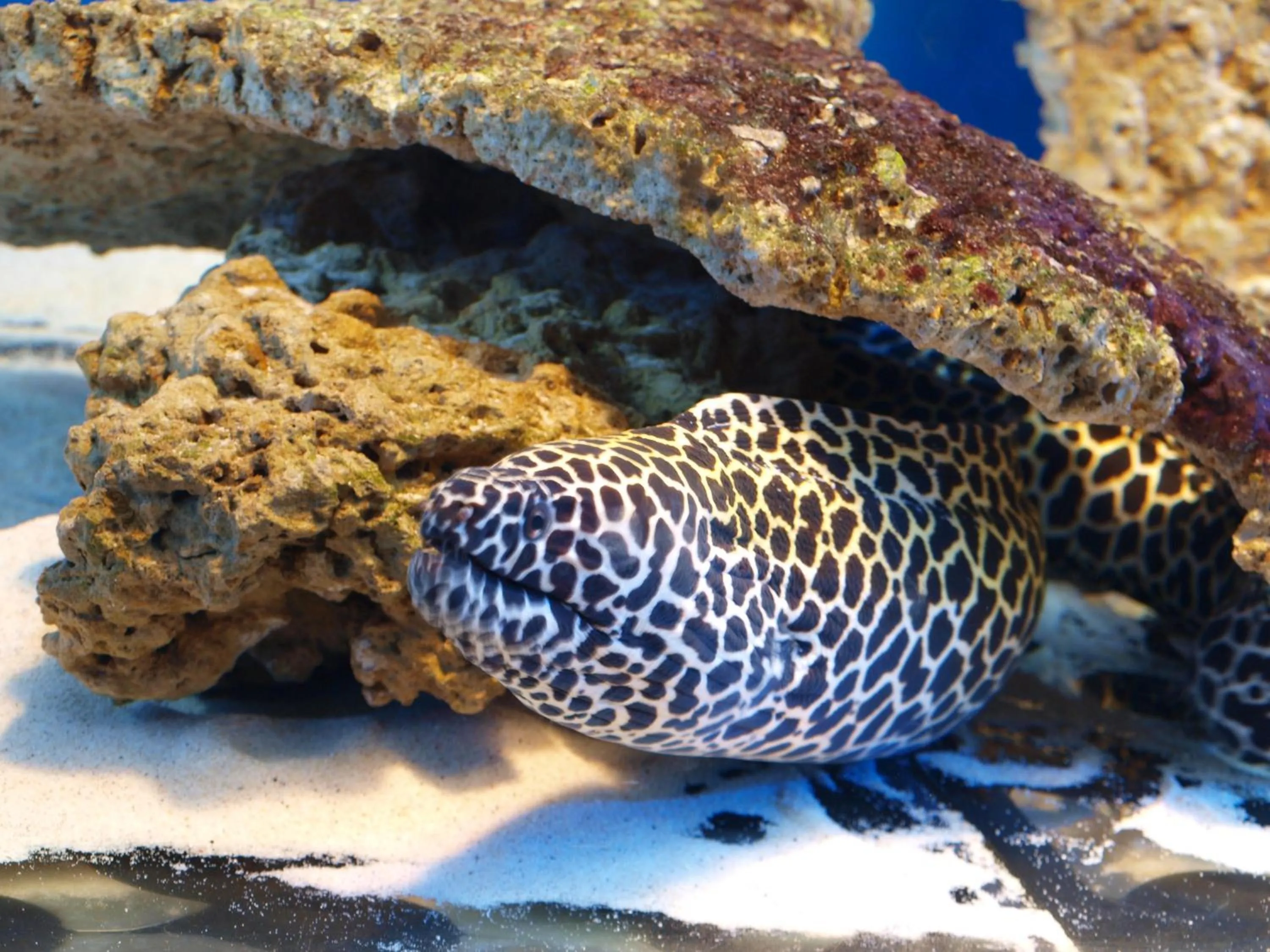 Activities in Dolphin House