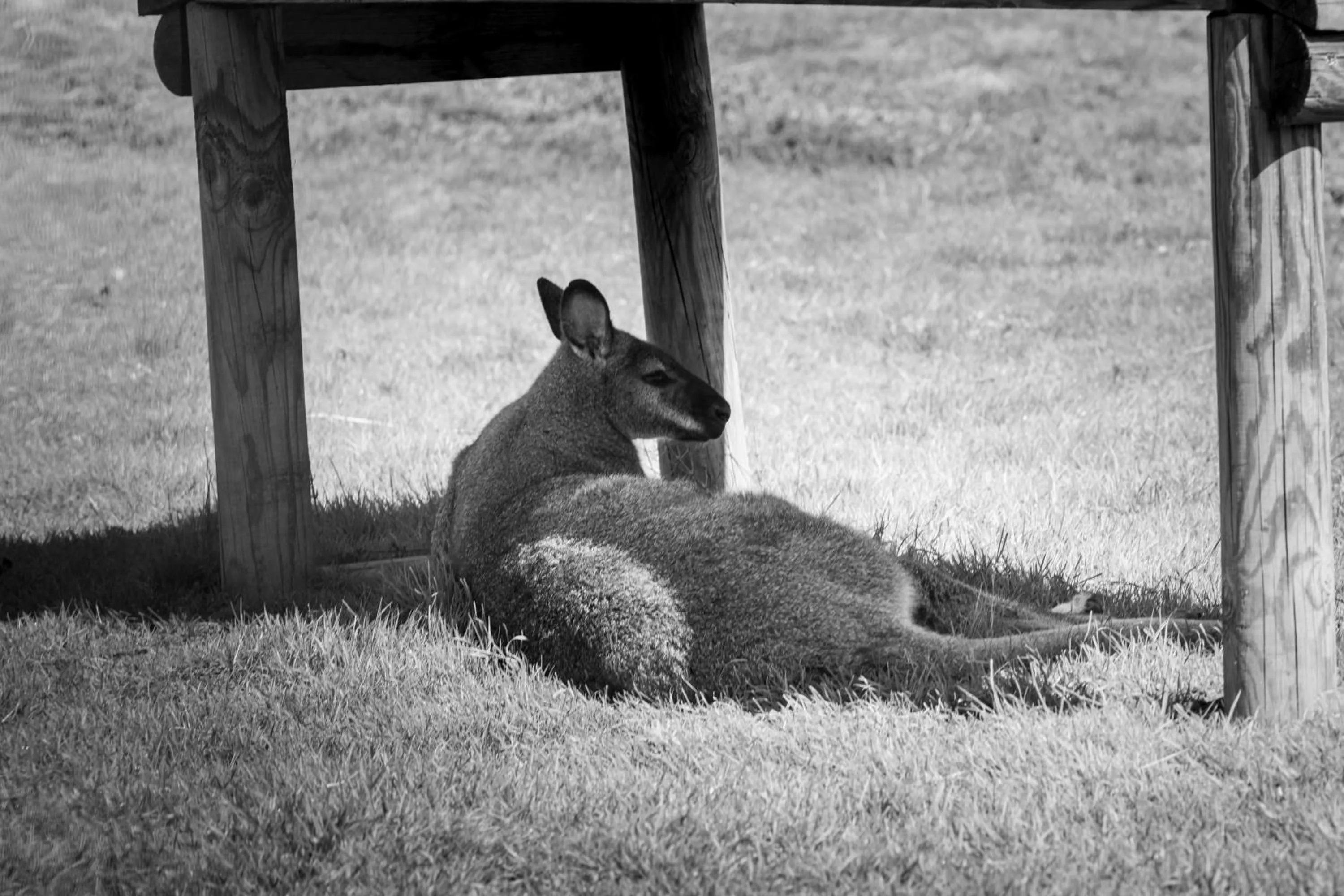 Animals in Hôtel Restaurant Le Régal