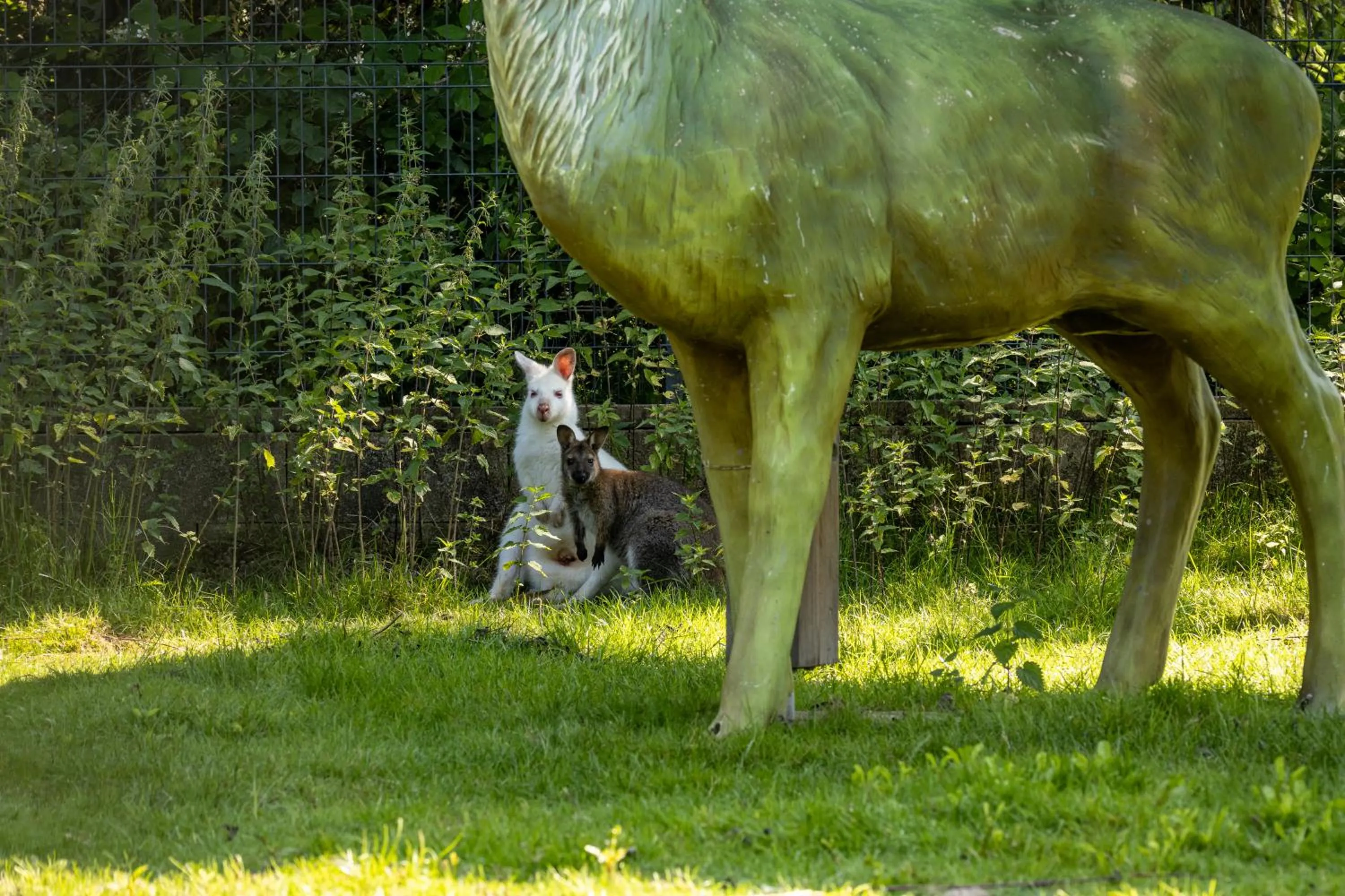 Animals in Hôtel Restaurant Le Régal