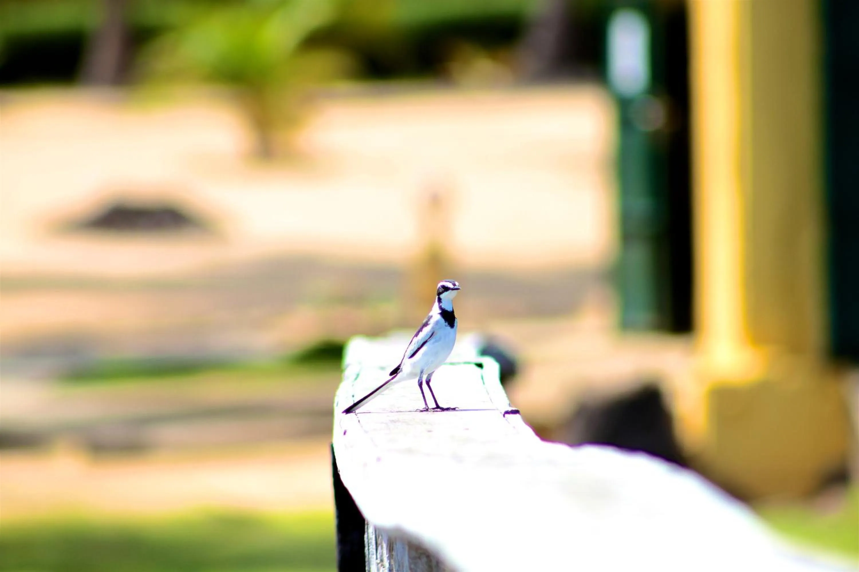 Animals in Casa Del Papa Resort & SPA