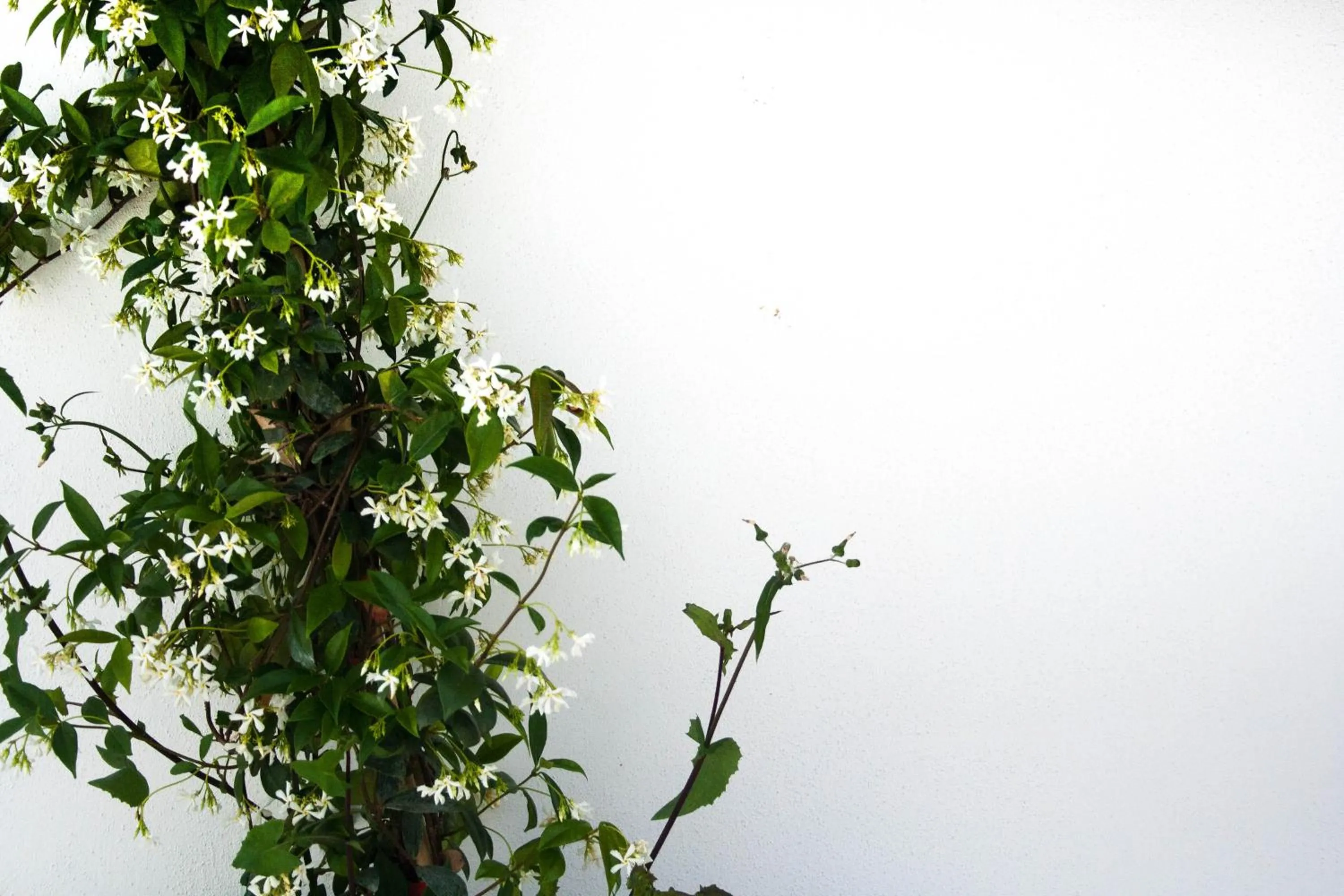 Garden in Residenza Santa Lucia B&B