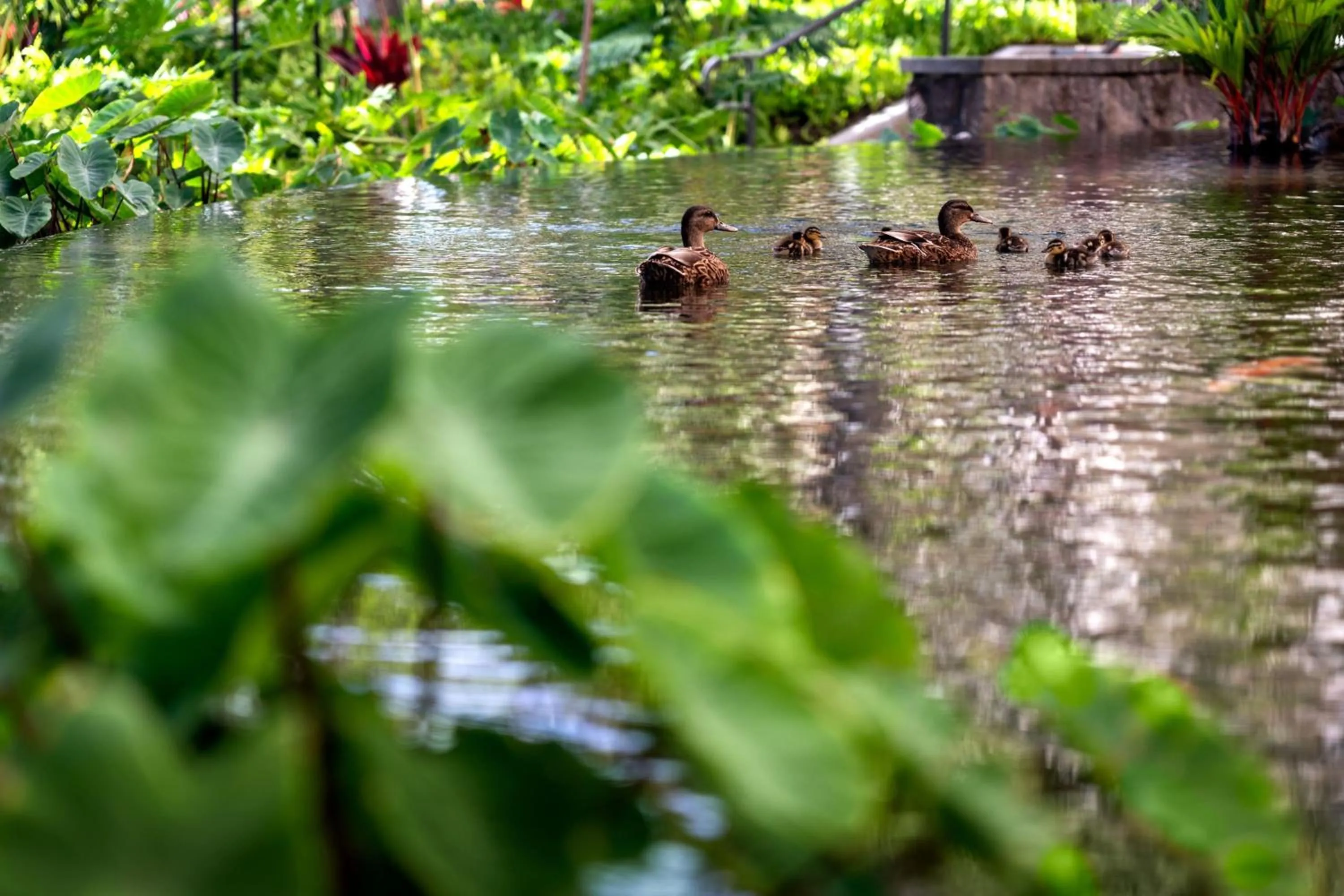 Other in Sheraton Waikiki Beach Resort