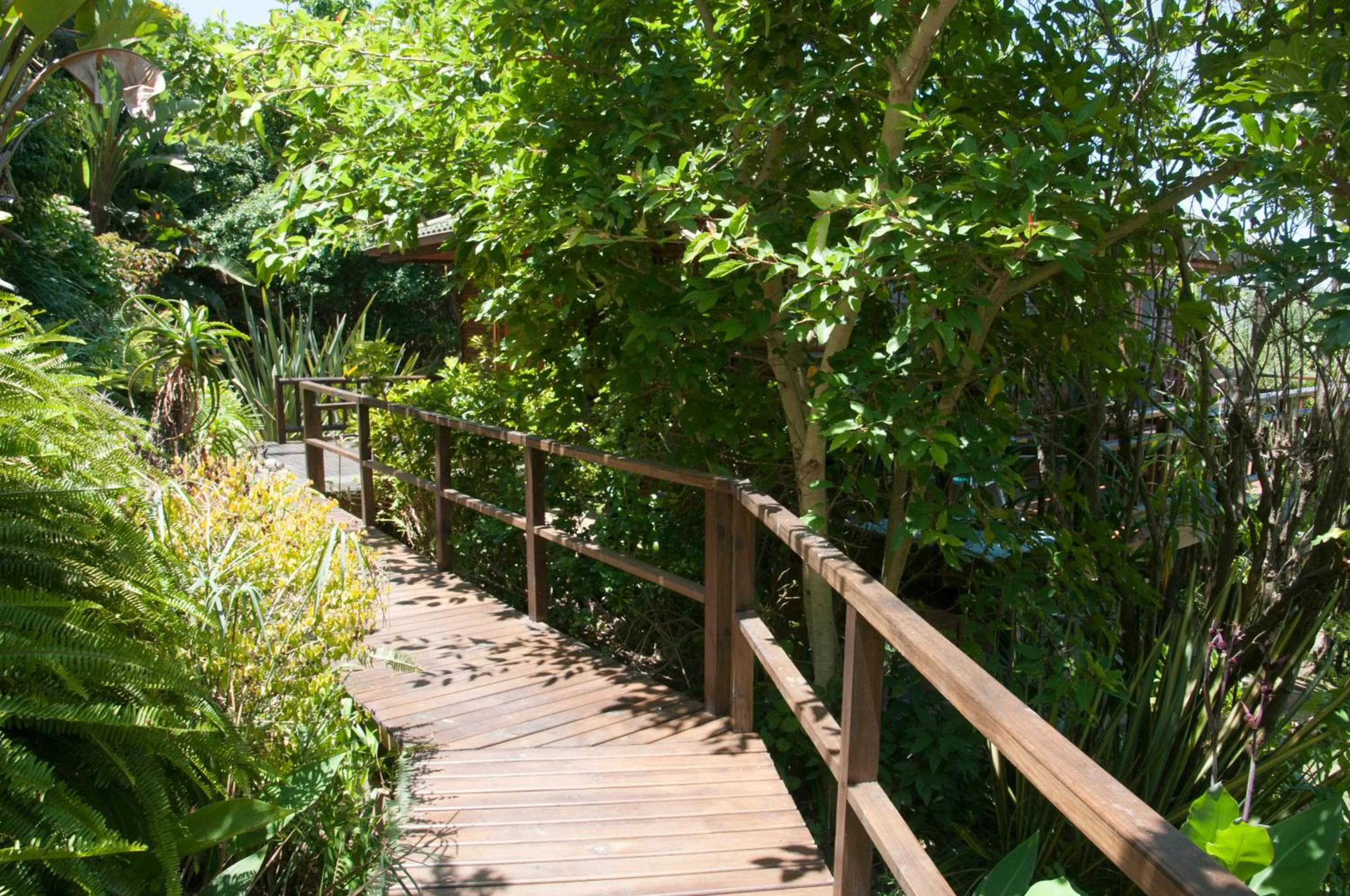 Garden in Big Tree House Lodge
