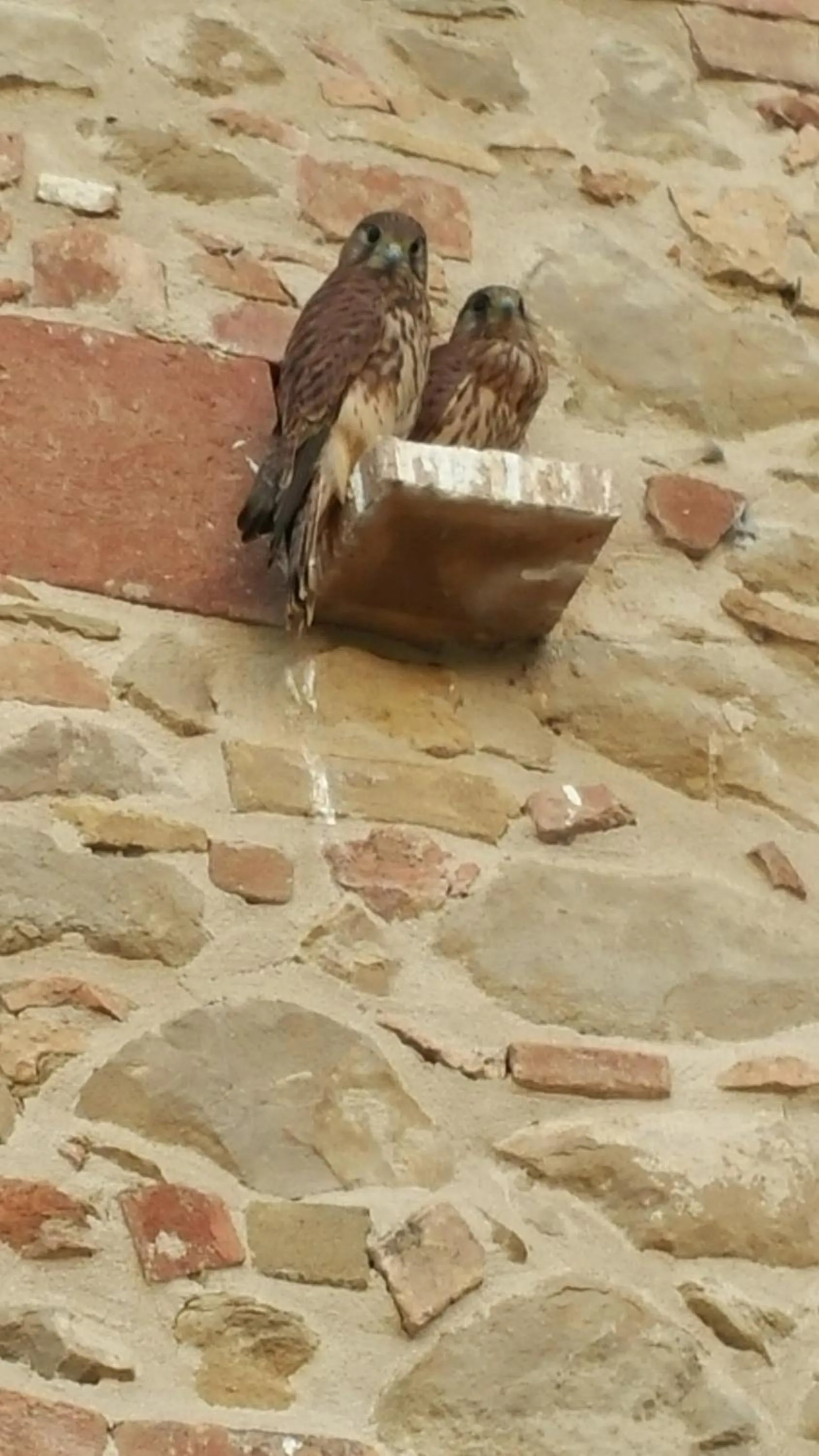 Property building in Umbria Country Shelter