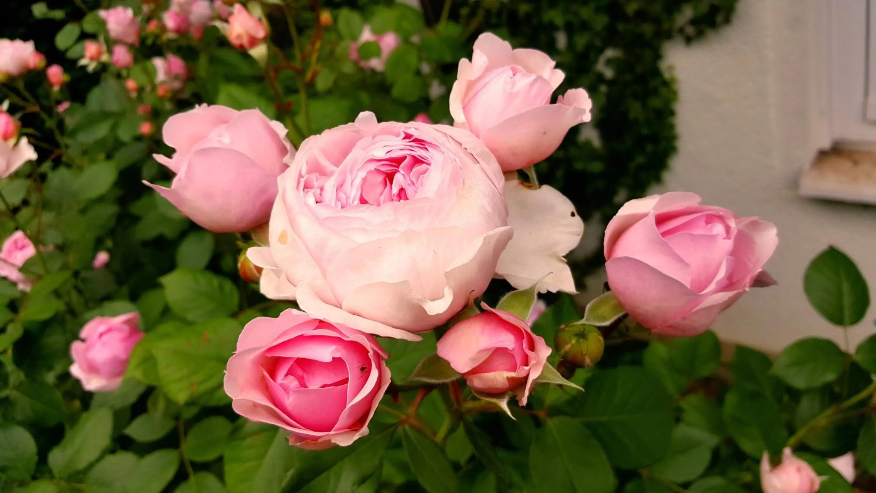 Garden in Boutiquehotel Goldene Rose - self-check-in