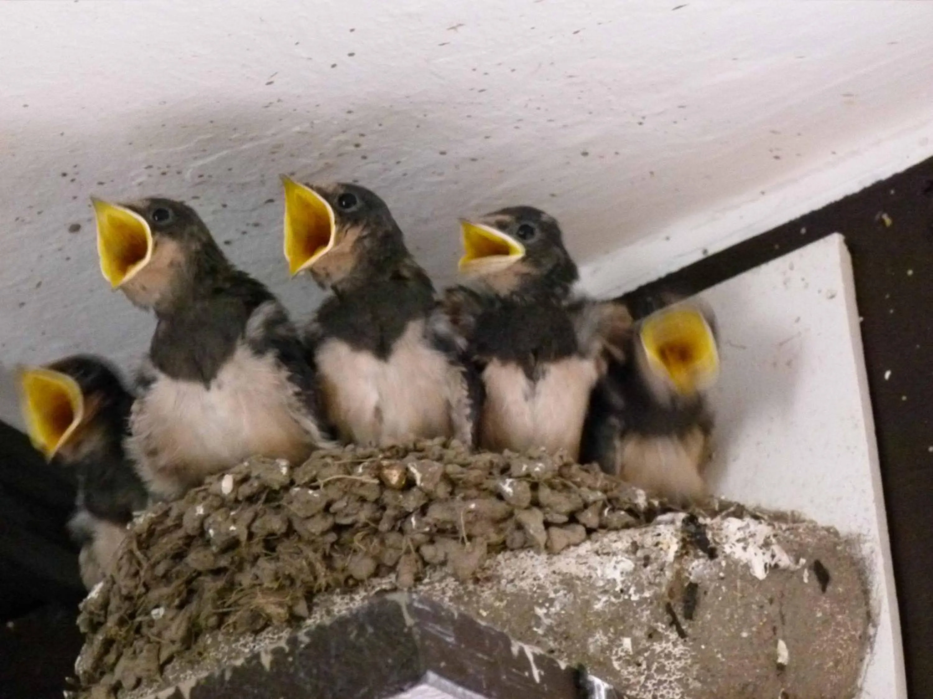 People in Hotel & Gasthof Garküche