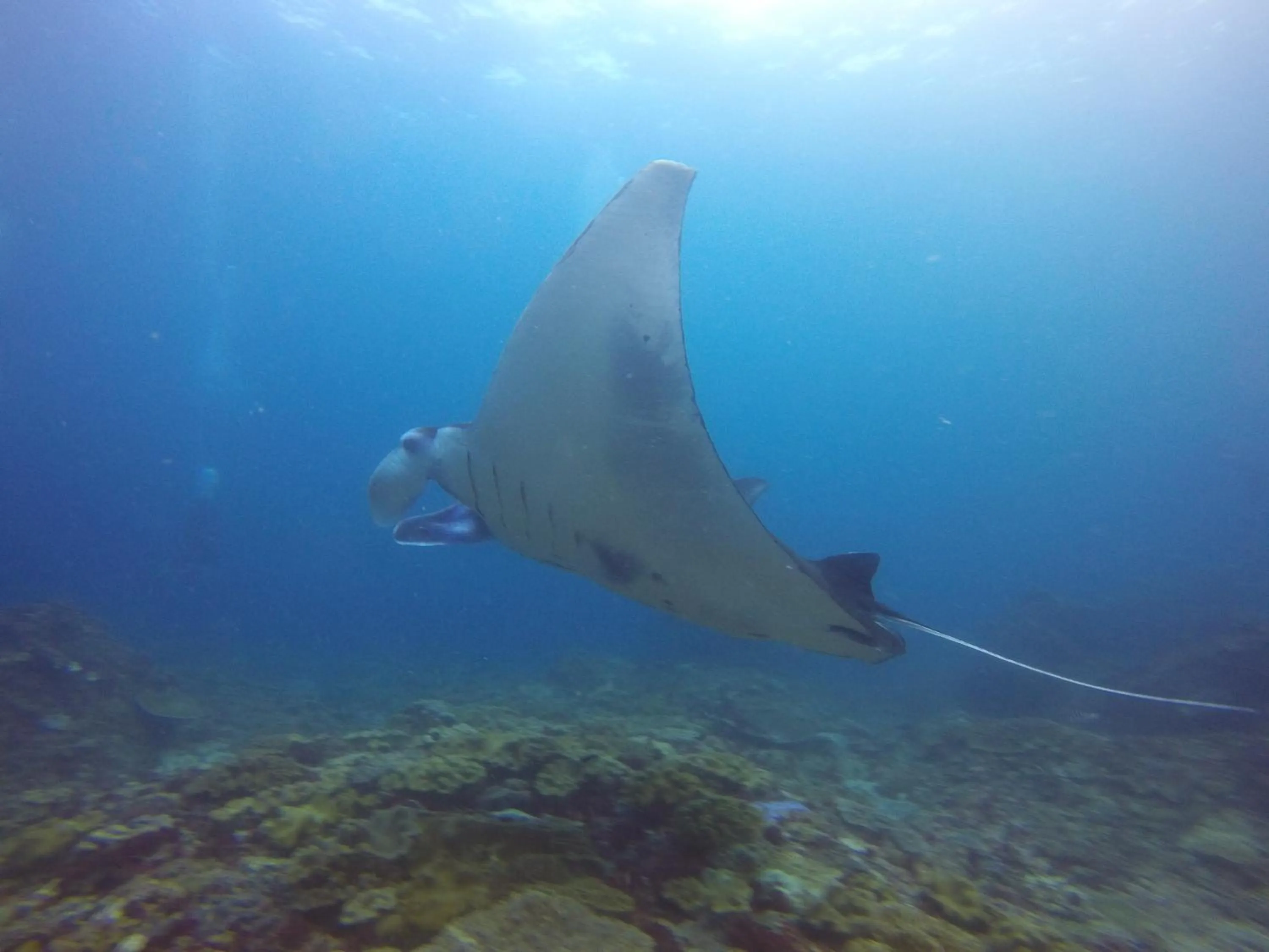 Diving in Biorock Homestay & Dive Center Pemuteran