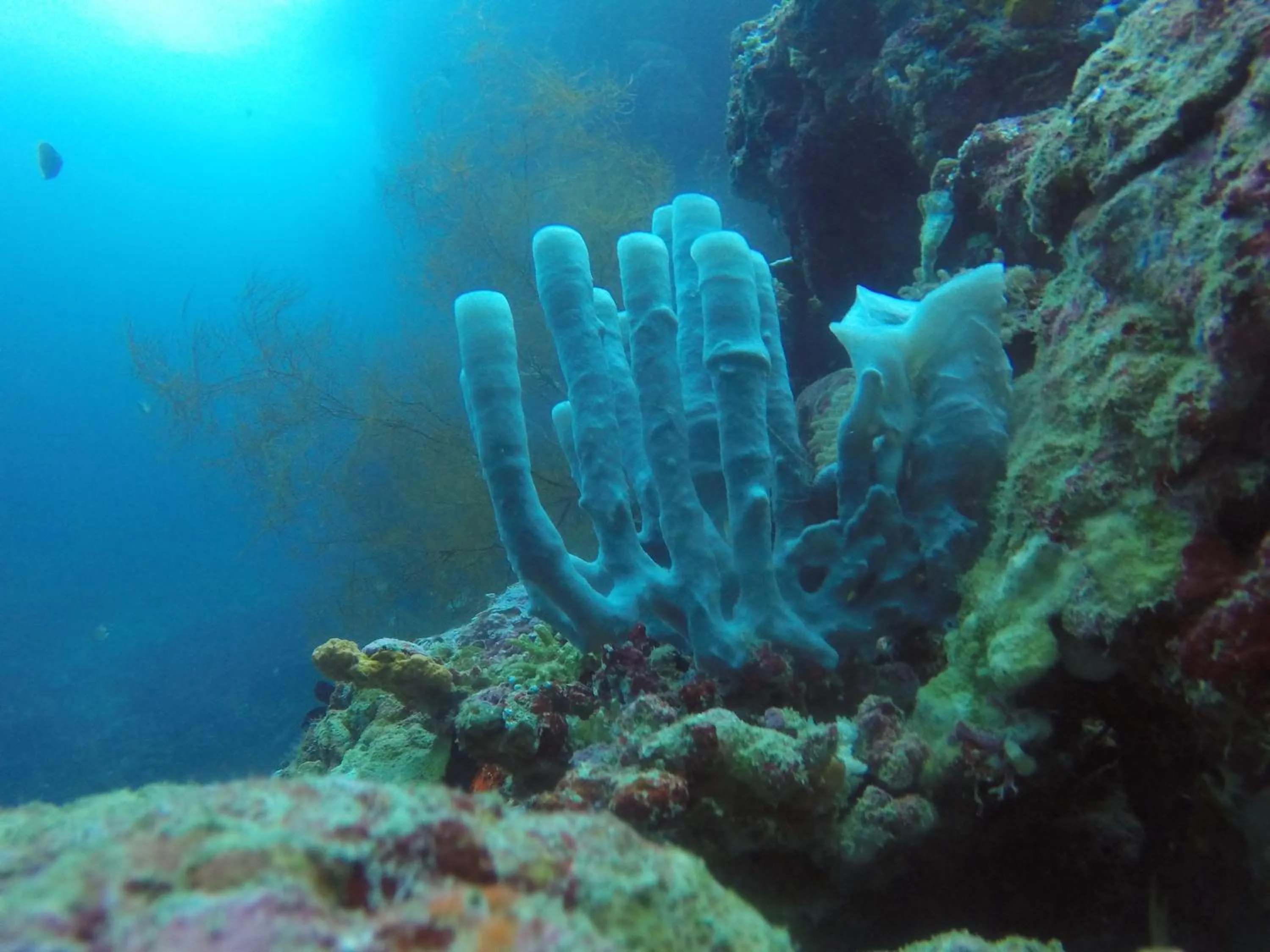 Diving in Biorock Homestay & Dive Center Pemuteran