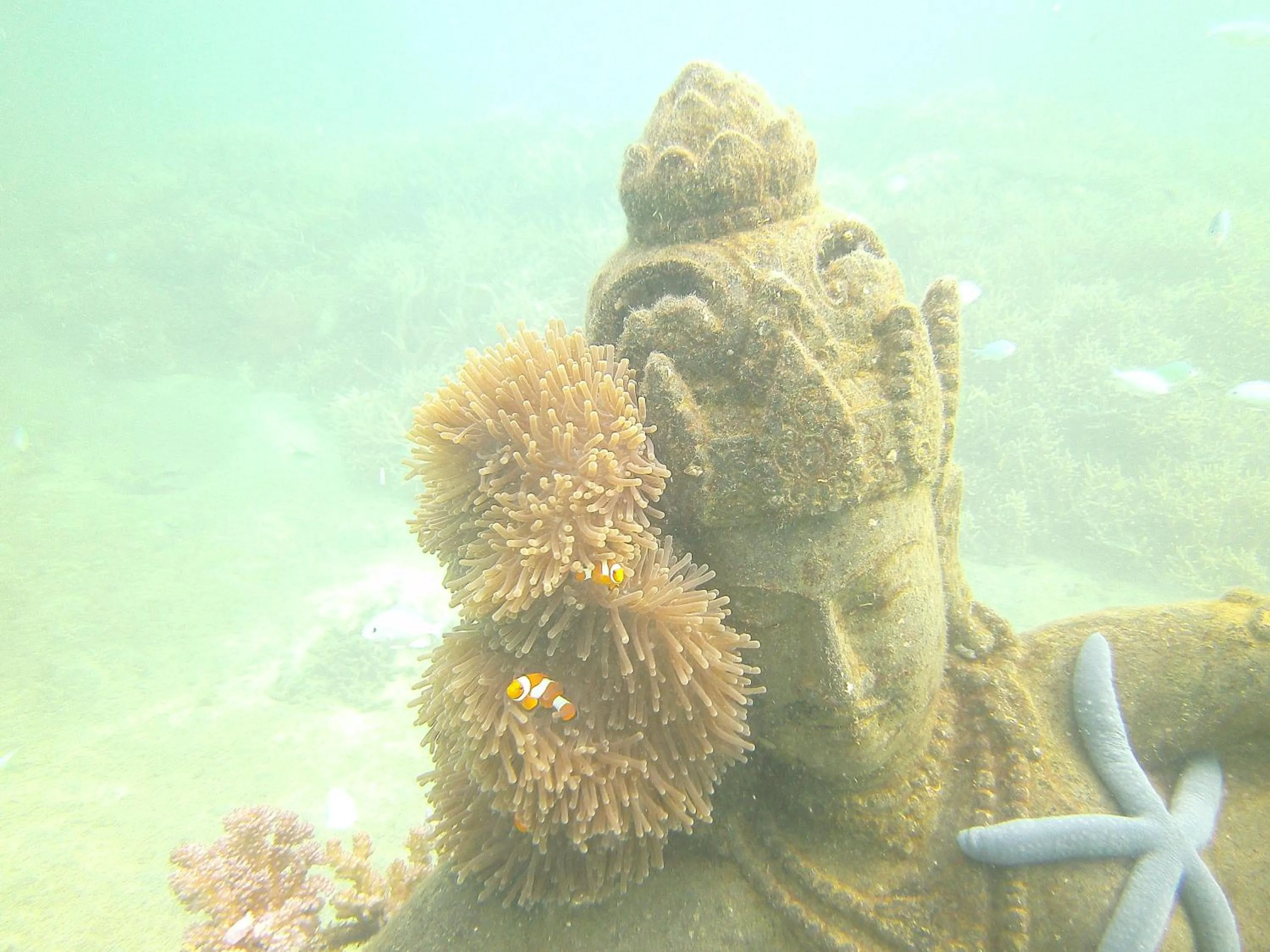 Snorkeling in Biorock Homestay & Dive Center Pemuteran