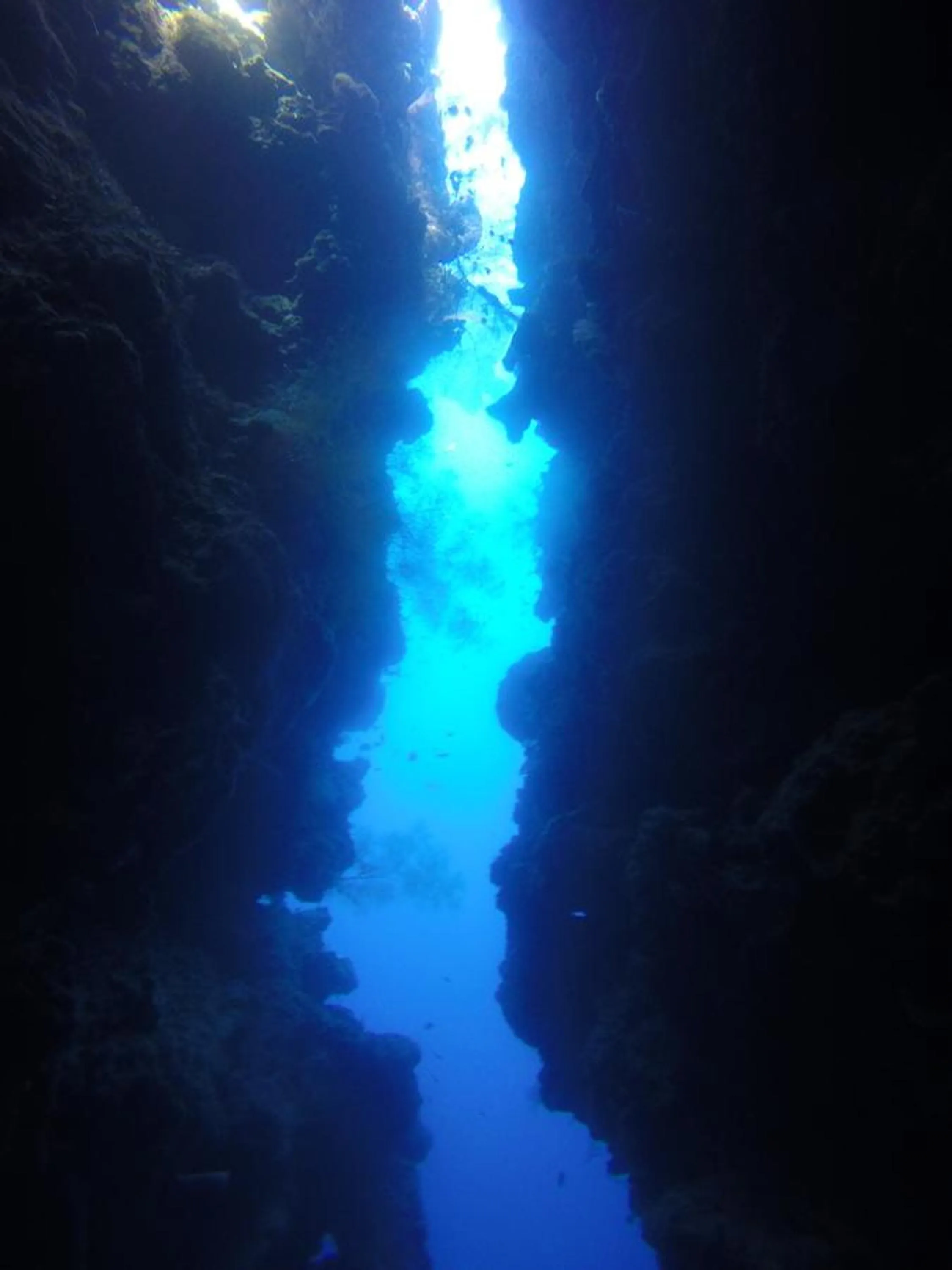 Diving in Biorock Homestay & Dive Center Pemuteran