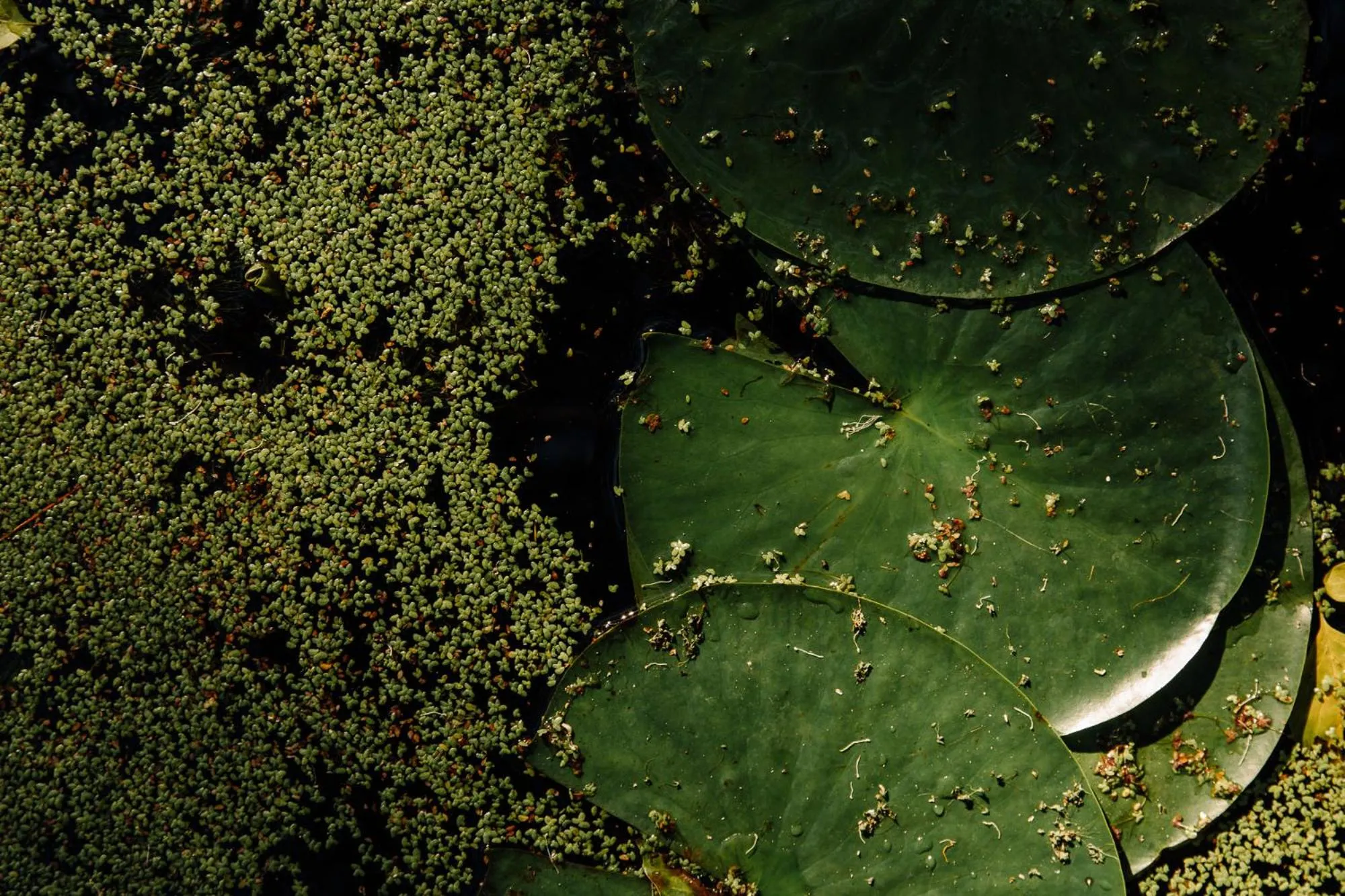 L'auberge Country Hideaway